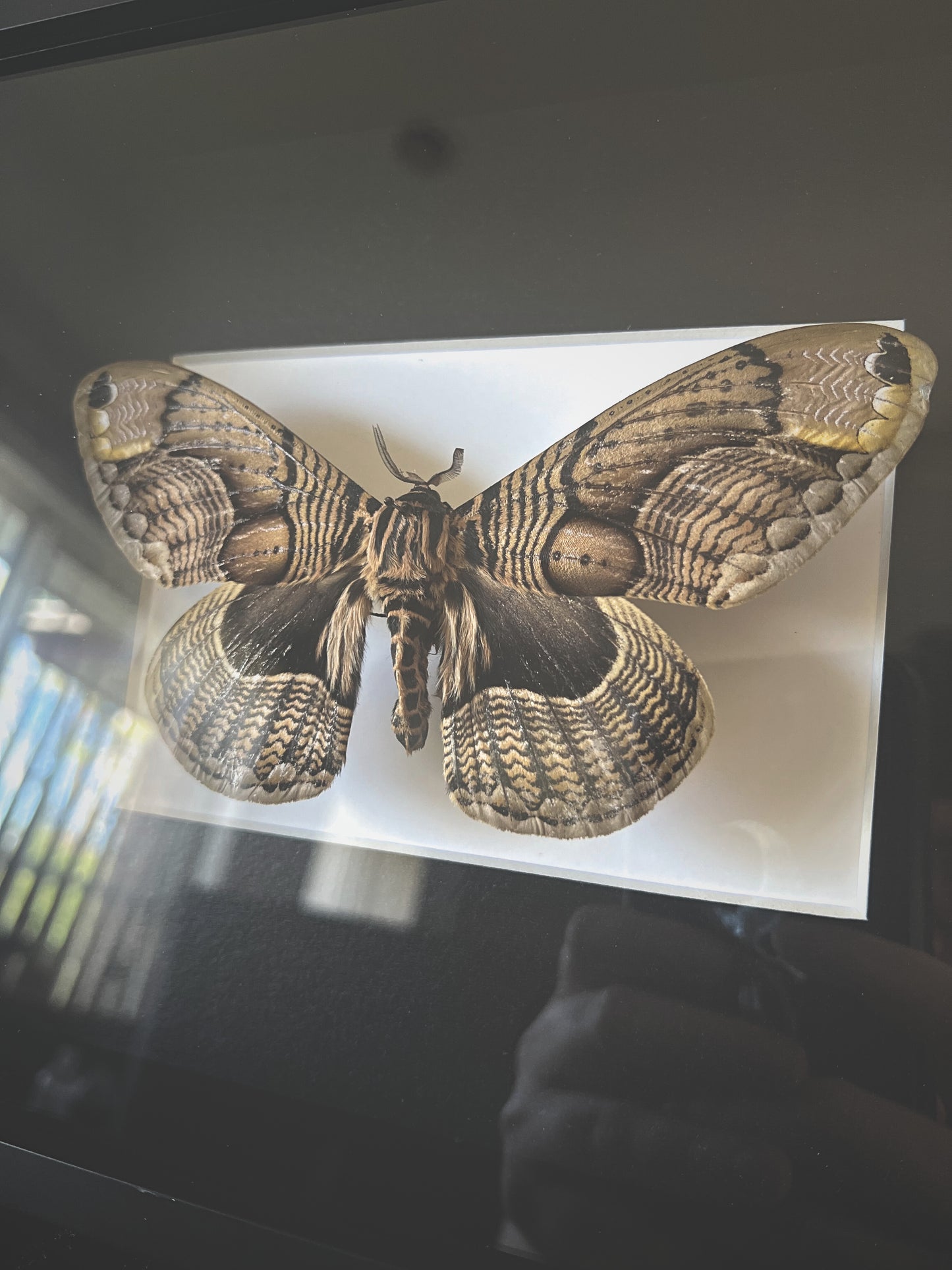 Owl Moth (Brahmaea Wallichii) Moth in Frame