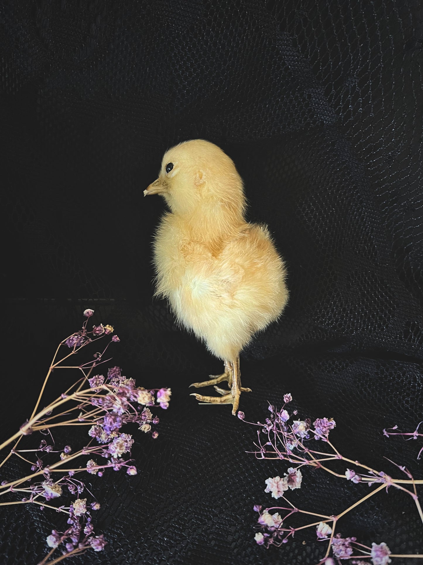 Yellow Taxidermy Chick