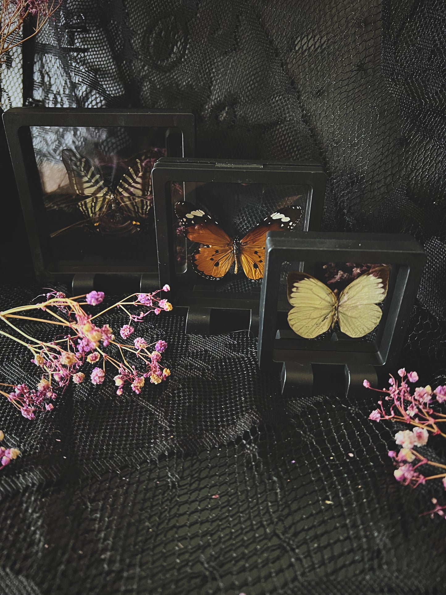 Butterfly in Display Case | Lucky Dip