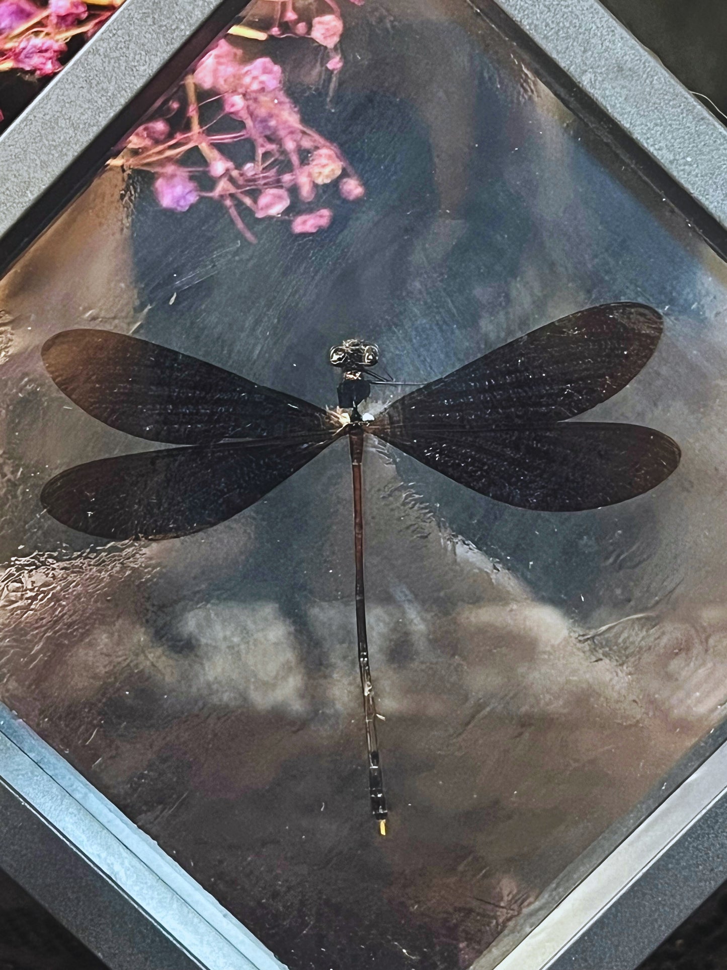 Nila Flashwing Damselfly (Vestalis Luctuosa) in Display Case