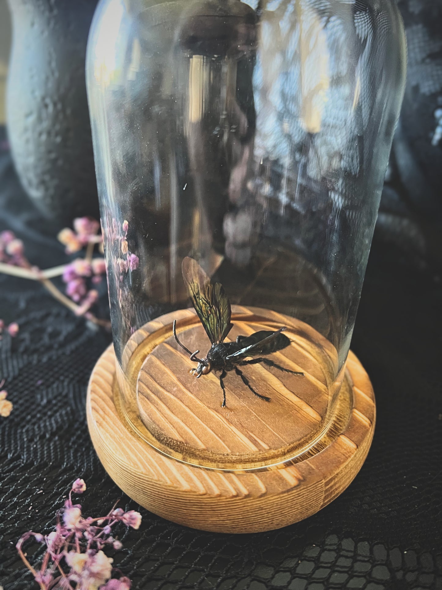Giant Iridescent Hornet (Megascolia Velutina Ducalis) in a Glass Dome