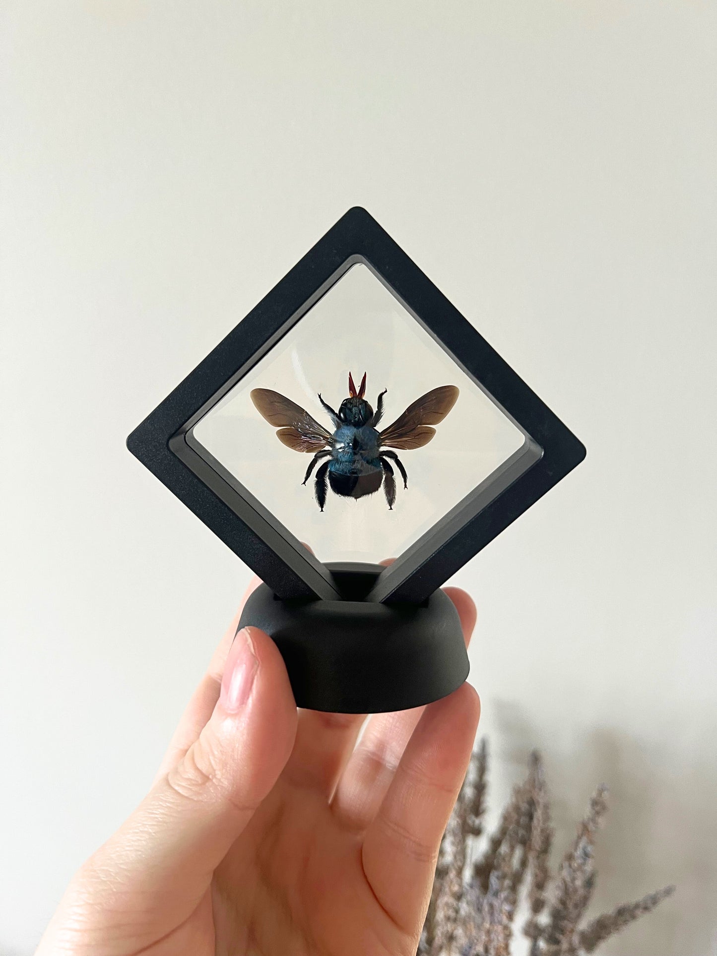 Blue Carpenter Bee (Xylocopa Caerulea) in Display Case | Female