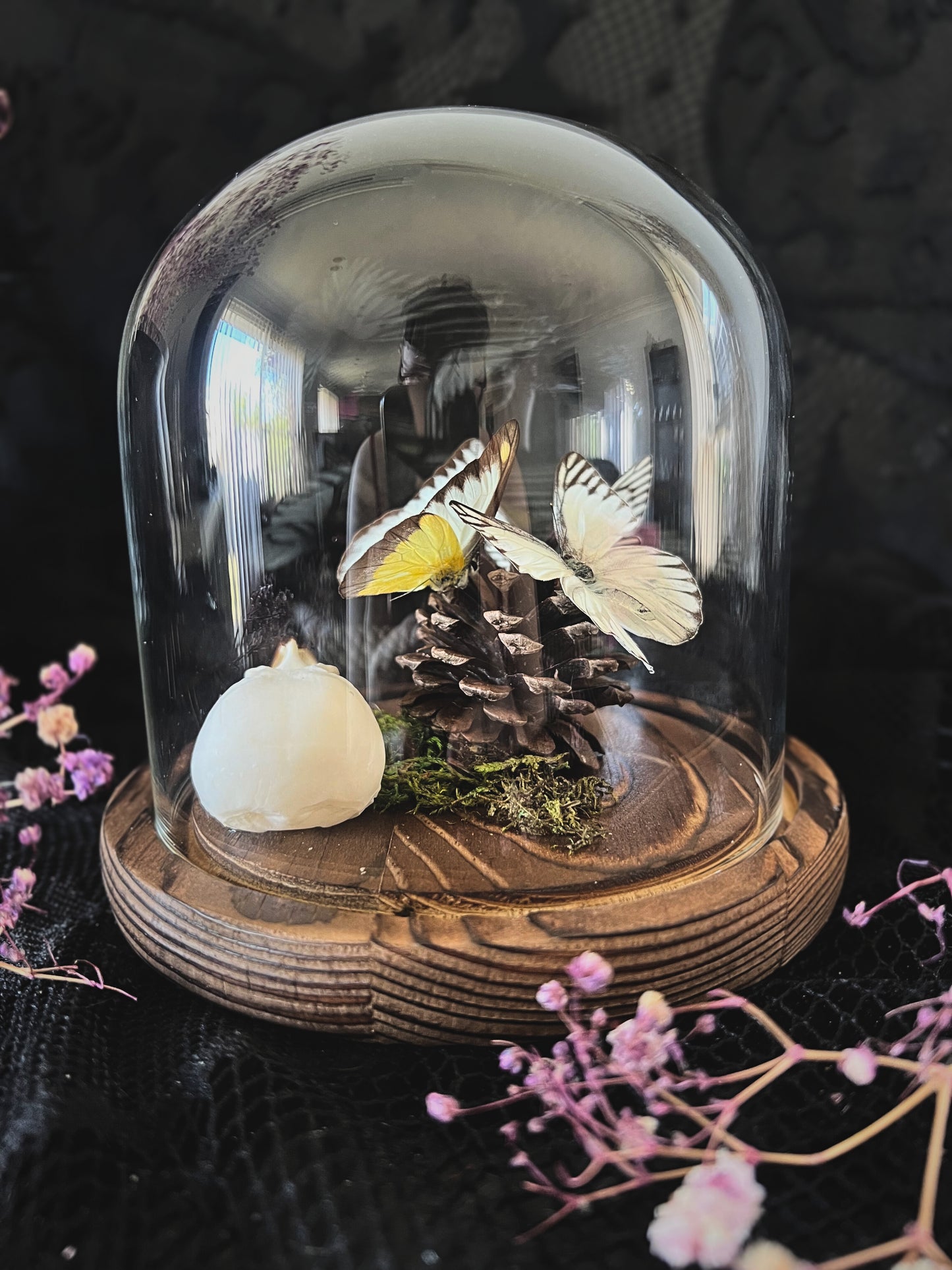 Eastern Striped Albatross Butterflies (Appias Libythea Olferna) & Crow Skull (Corvus Corone) in Glass Dome