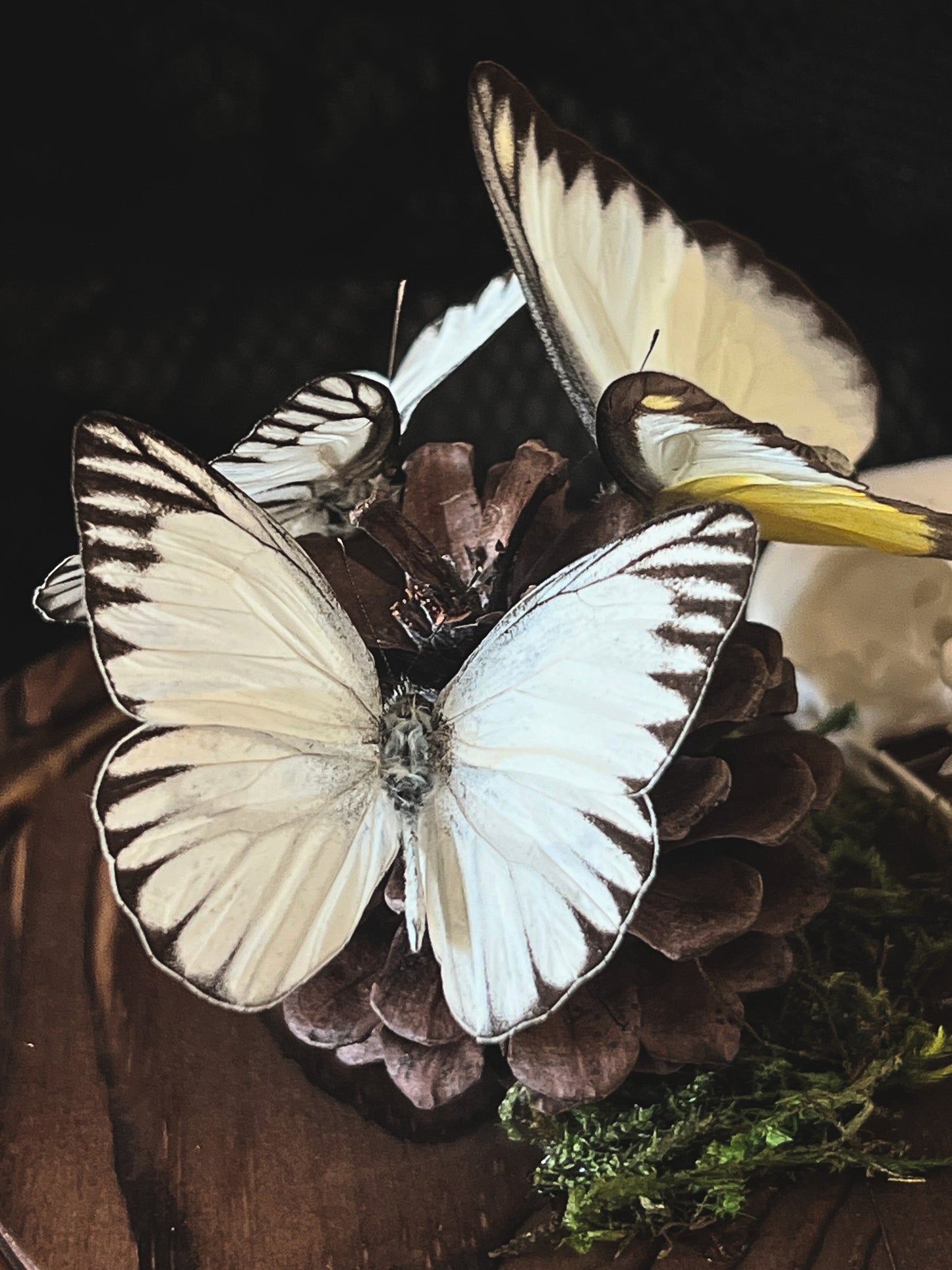 Eastern Striped Albatross Butterflies (Appias Libythea Olferna) & Crow Skull (Corvus Corone) in Glass Dome