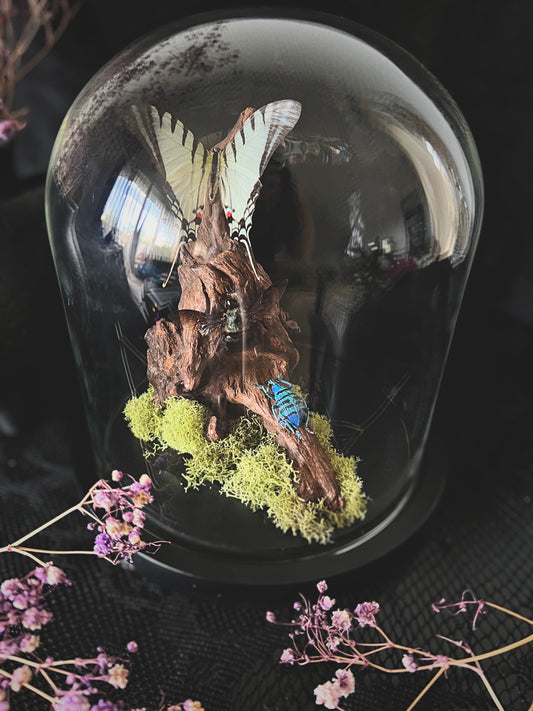 Short-Lined Kite Swallowtail Butterfly (Eurytides Agesilaus), Blue Carpenter Bee (Xylocopa Caerulea) & Turquoise Weevil Beetle (Eupholus Bortolussii) in Glass Dome
