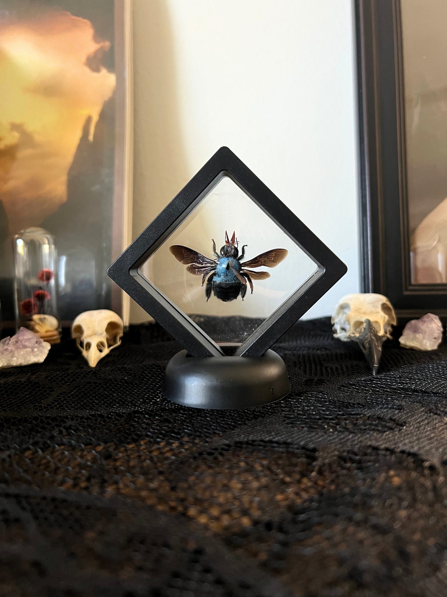 Blue Carpenter Bee (Xylocopa Caerulea) in Display Case | Female