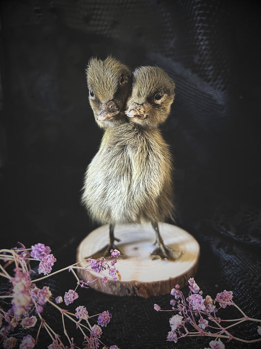 Two-Headed Taxidermy Brown Duckling on Natural Wood Slice