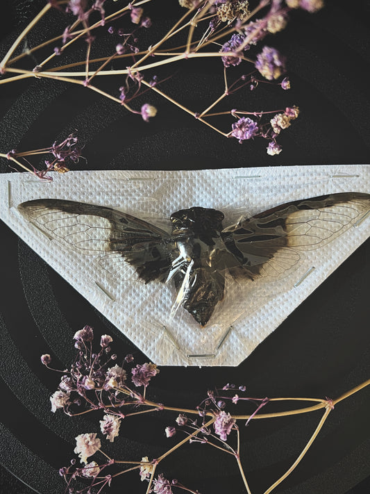 Batwing Cicada (Cryptotympana Aquila) Undisplayed Spread Specimen