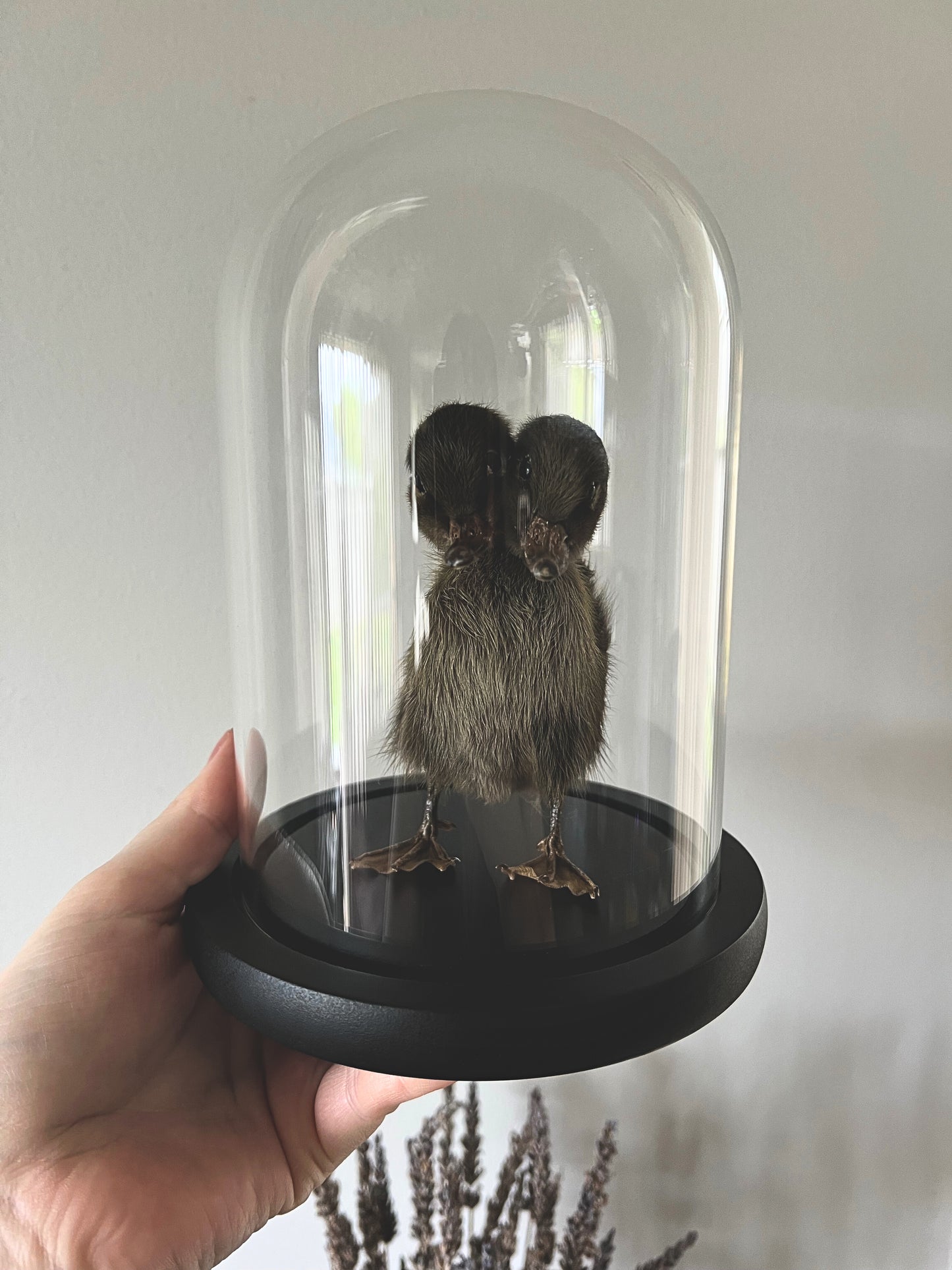Two-Headed Taxidermy Brown Duckling in Glass Dome