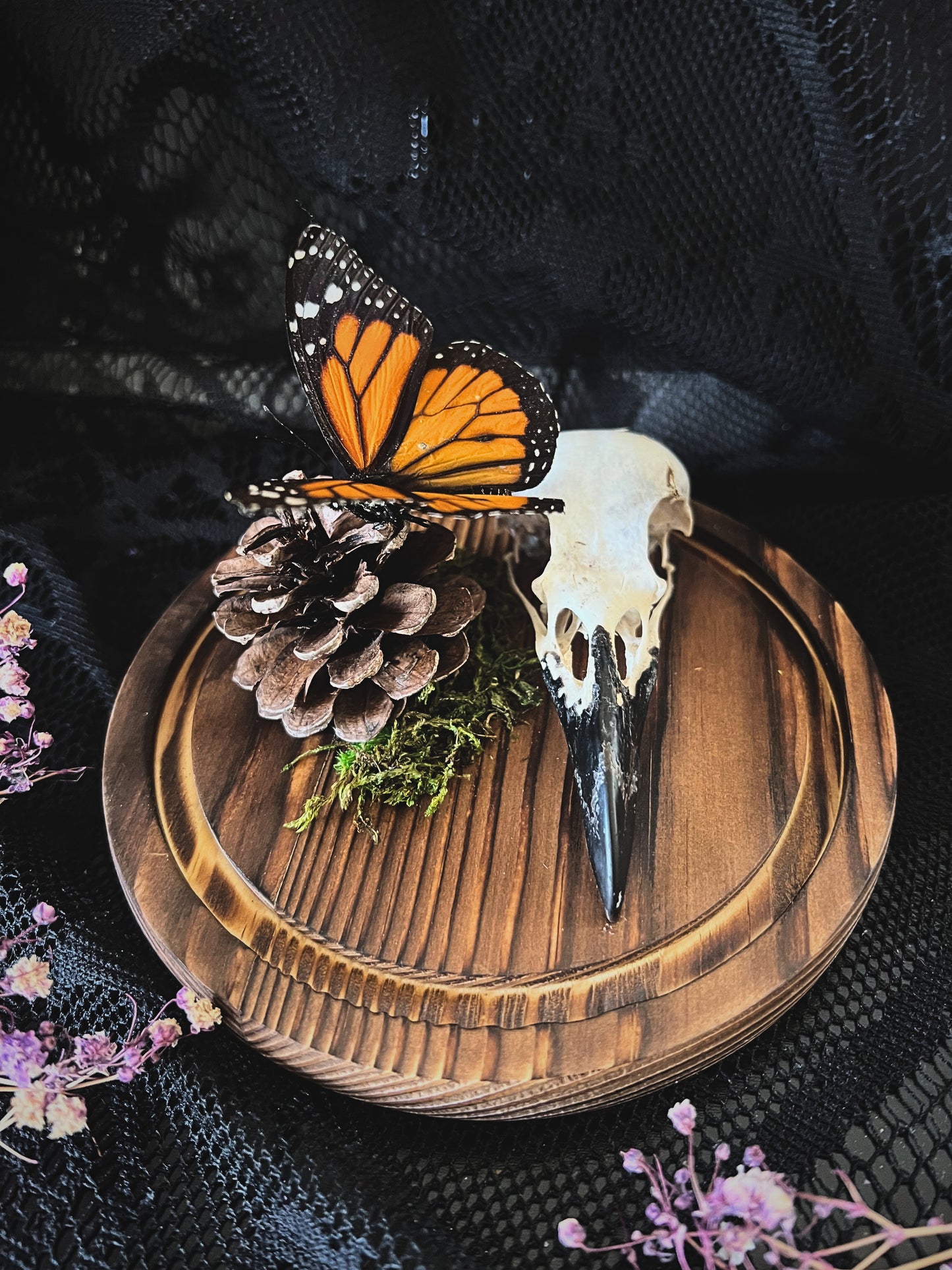 Monarch Butterfly (Danaus Plexippus) & Crow Skull (Corvus Corone) in Glass Dome