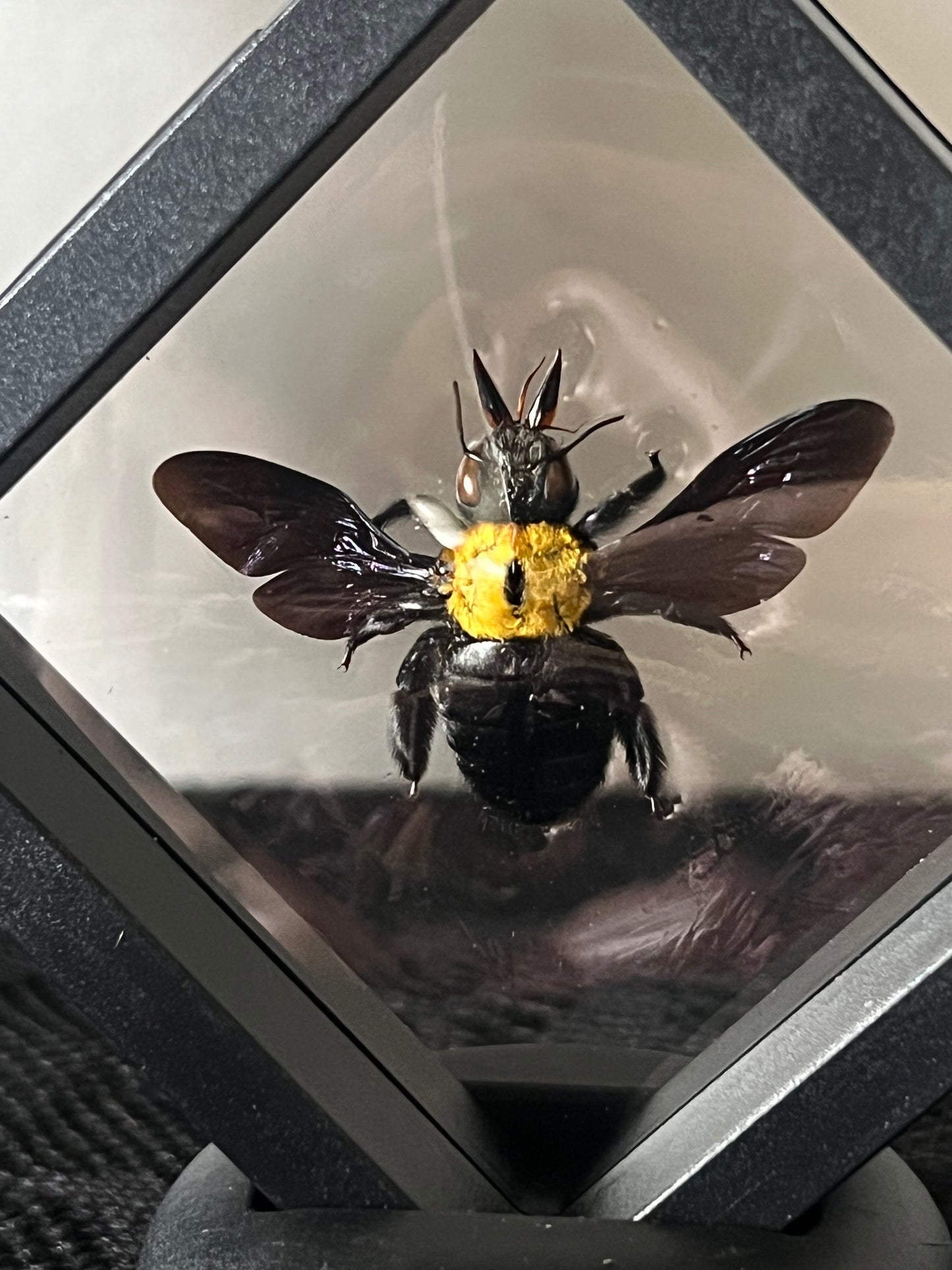 Yellow Carpenter Bee (Xylocopa Aestuans) in Display Case | Female