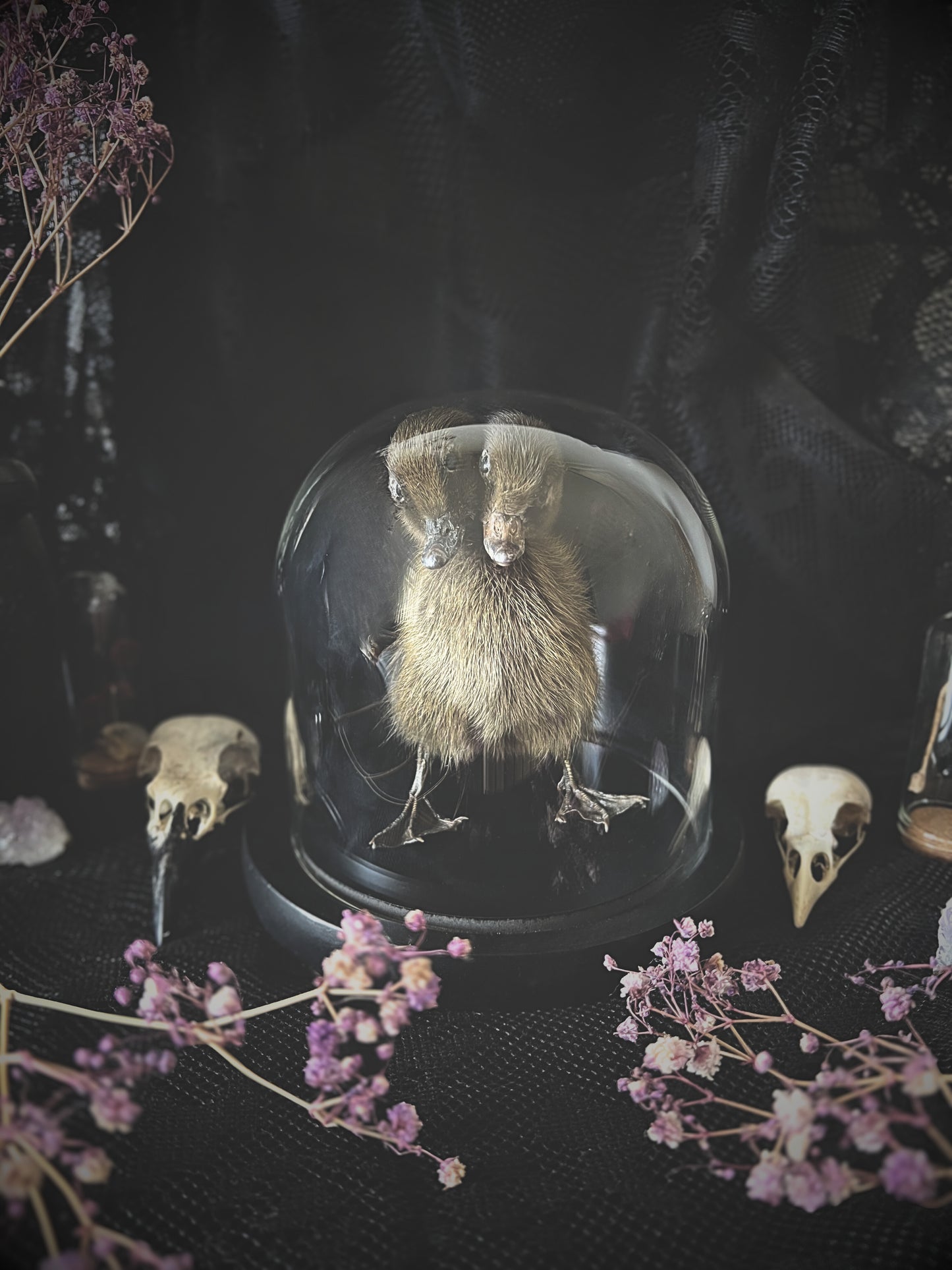 Two-Headed Taxidermy Brown Duckling in Glass Dome