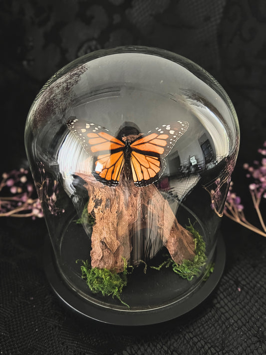 Monarch Butterfly (Danaus Plexippus) in Glass Dome
