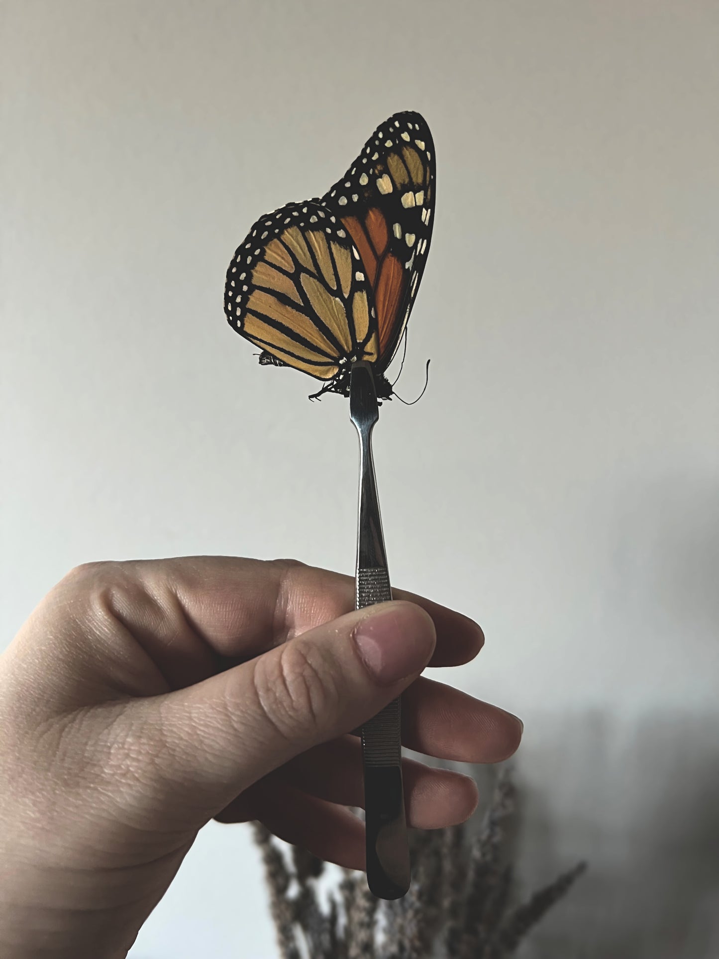 Monarch Butterfly (Danaus Plexippus) Unspread Specimen