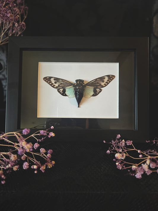 Blue Cicada (Tosena Splendida) in Shadow Box Frame