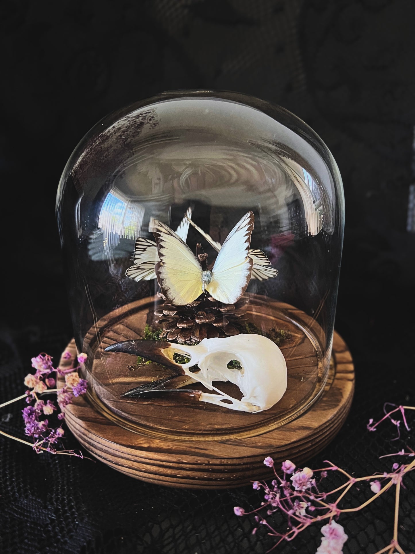 Eastern Striped Albatross Butterflies (Appias Libythea Olferna) & Crow Skull (Corvus Corone) in Glass Dome