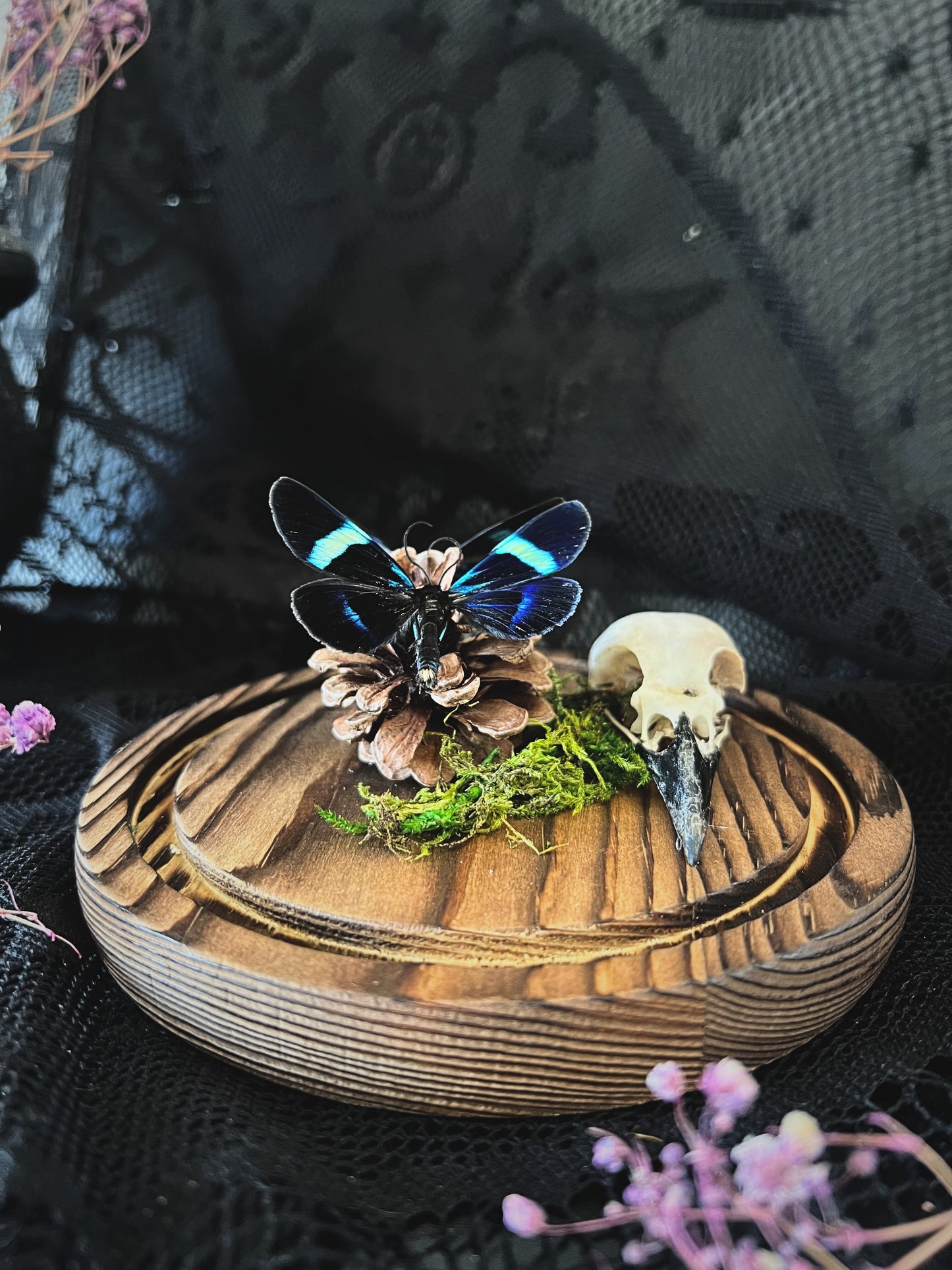 Blue Day Flying Moths (Milionia Delicatula) & Magpie Skull (Corvus Corone) in Glass Dome