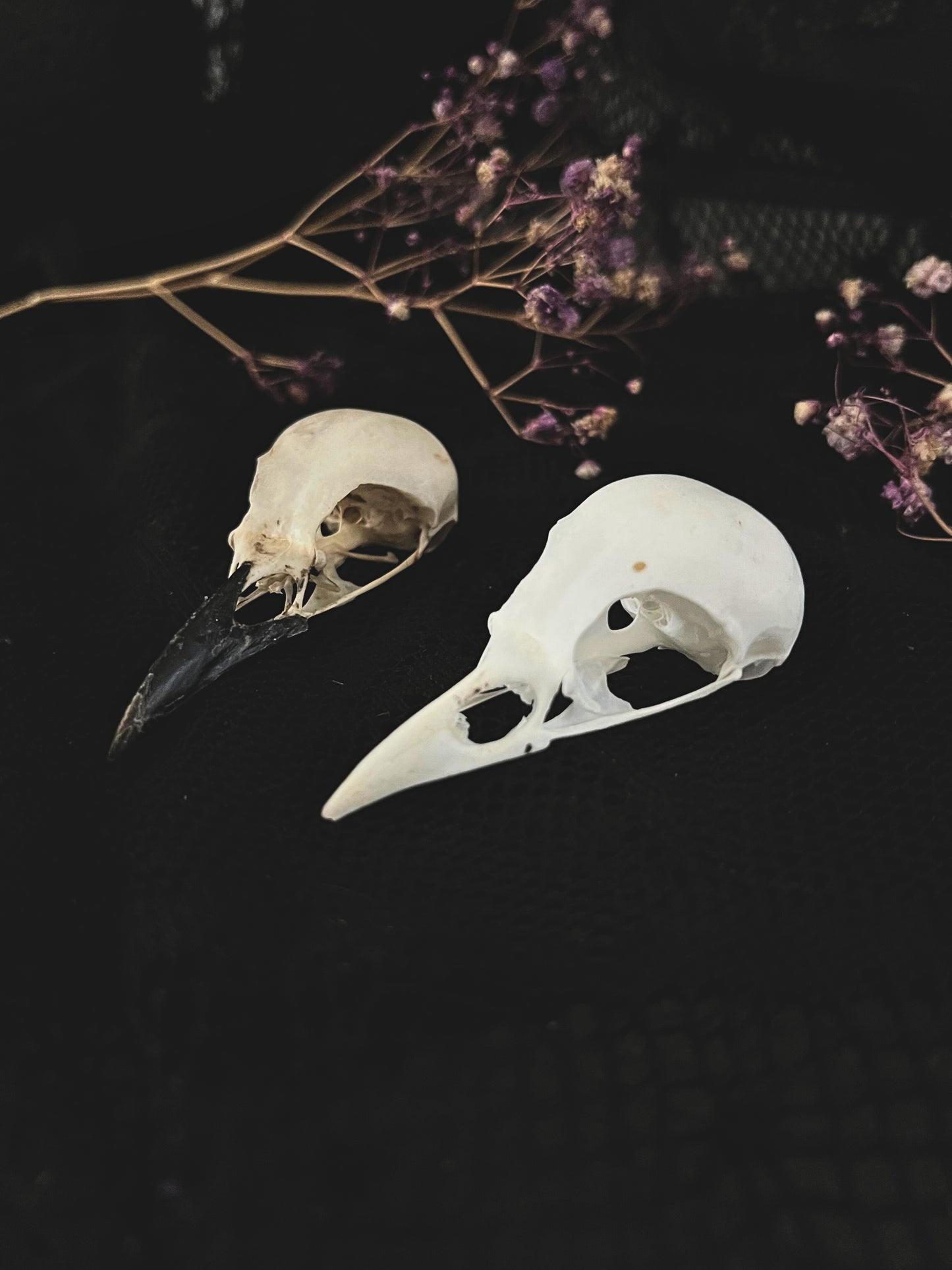 Magpie Skull | Pica Pica | B Quality (No Jawbone)