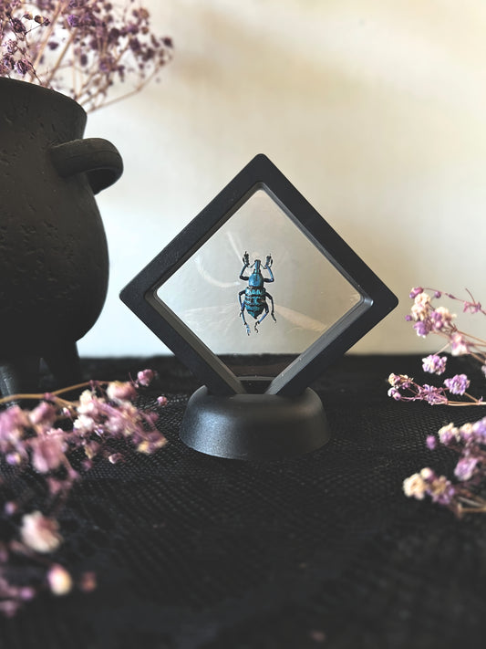 Turquoise Weevil Beetle (Eupholus Bortolussii) in Display Case