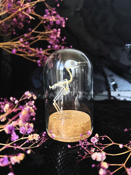 Plain Prinia (Prinia Inornata) Articulated Bird Skeleton in a Cloche Dome