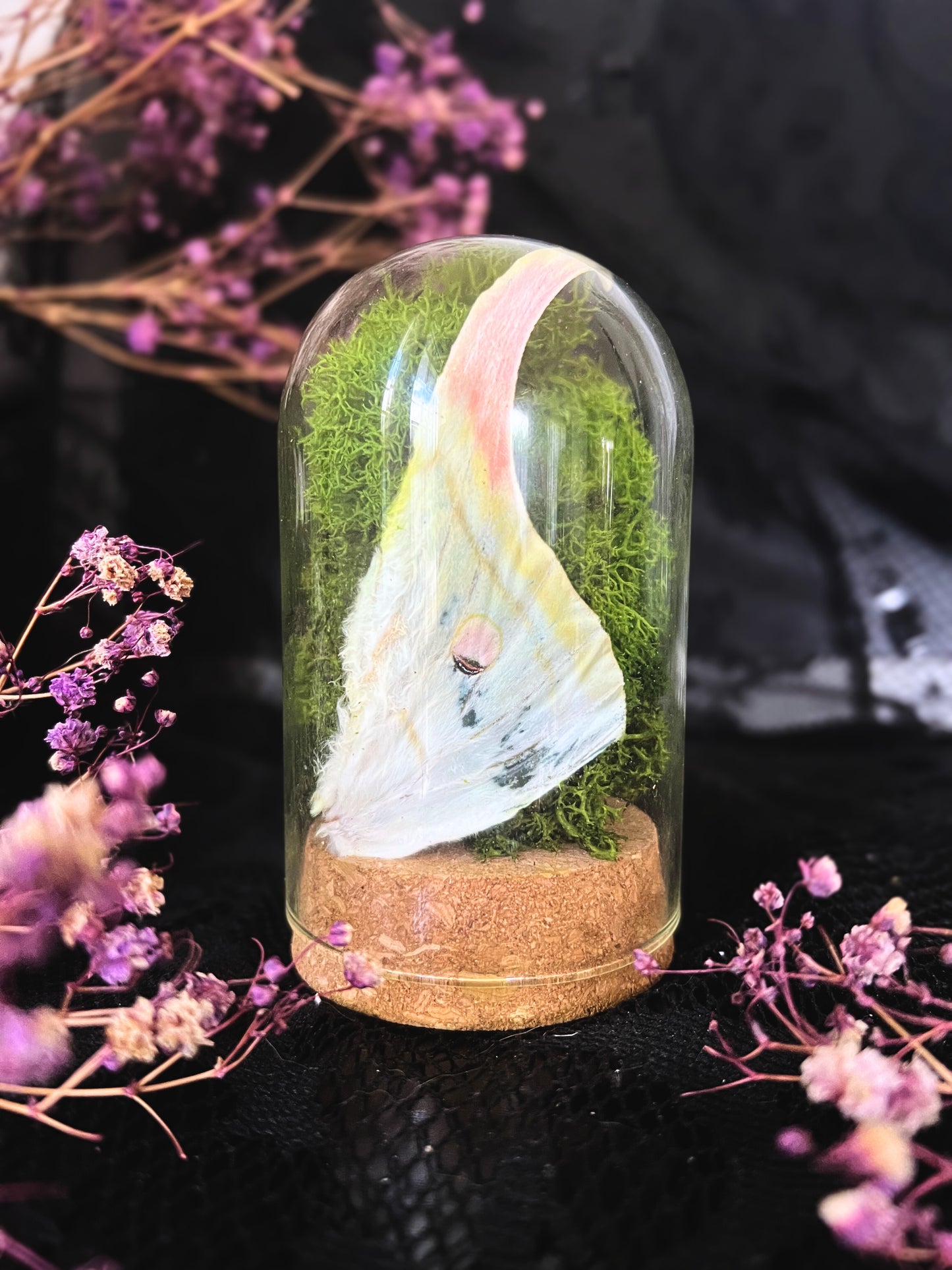 Luna Moth (Actias Luna) Wing & Moss in a Cloche Dome