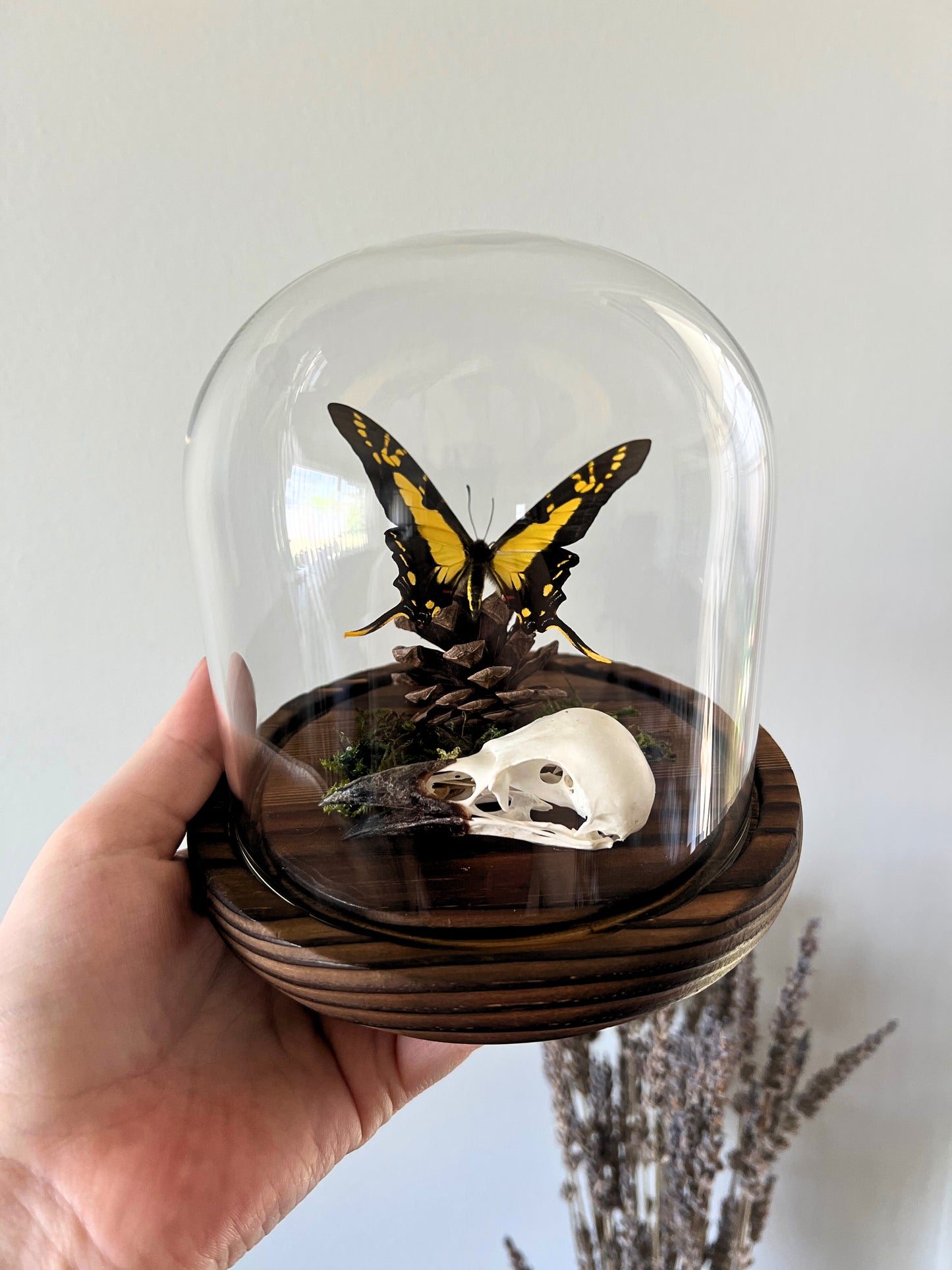 Orange Kite-Swallowtail Butterfly (Eurytides Thyastes) & Magpie Skull (Pica Pica) in Glass Dome