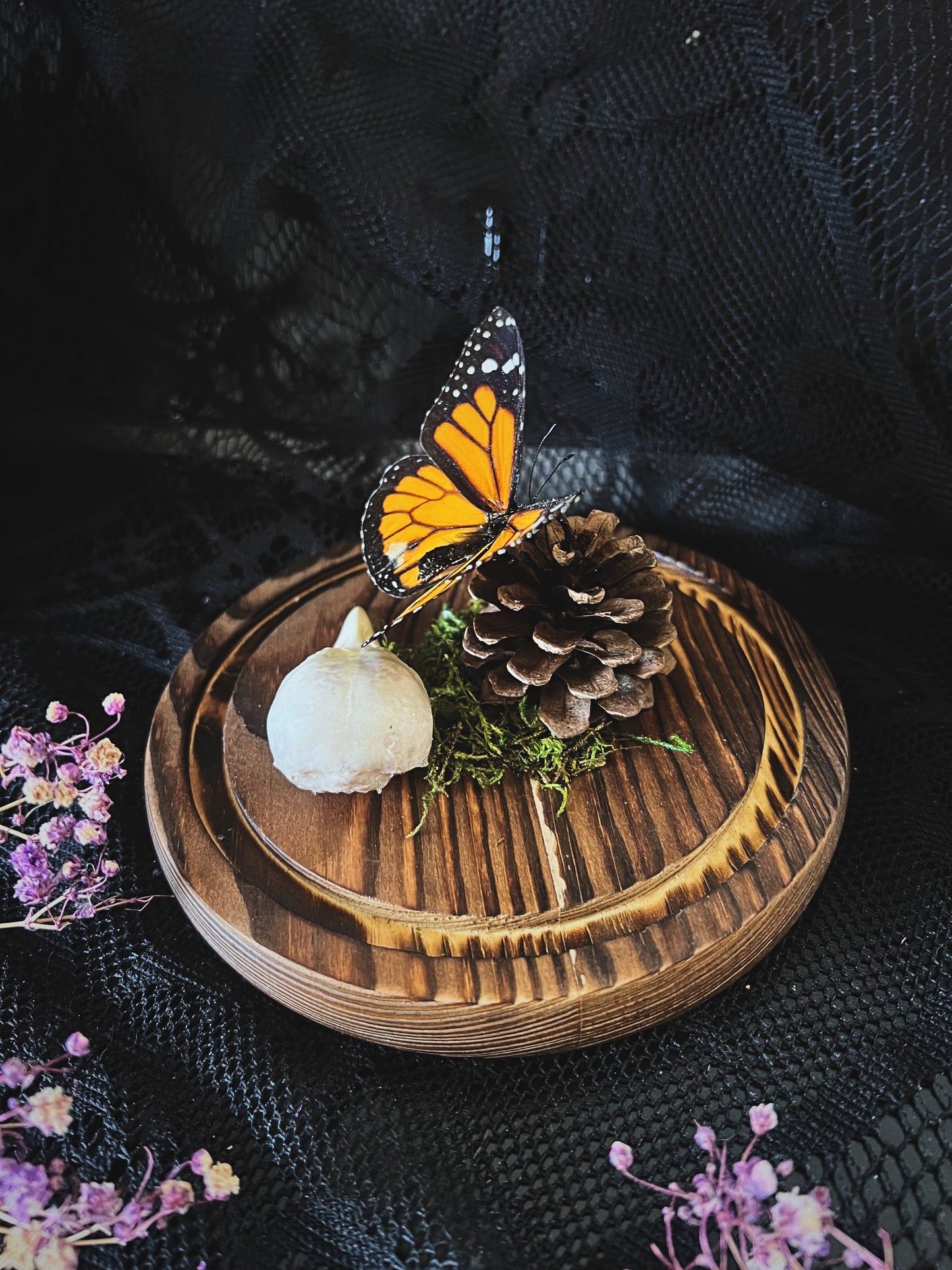 Monarch Butterfly (Danaus Plexippus) & Magpie Skull (Pica Pica) in Glass Dome