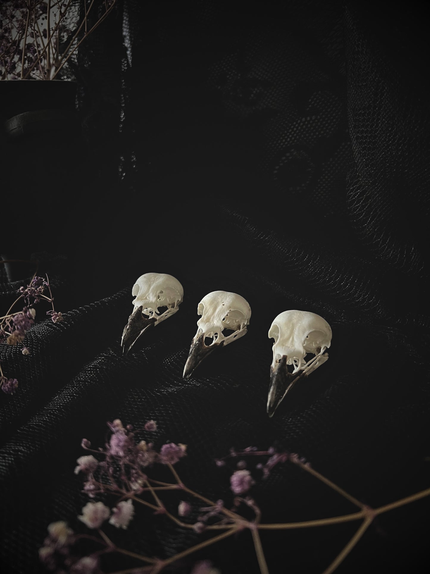 Complete Eurasian Magpie Skull | Pica Pica | A Quality
