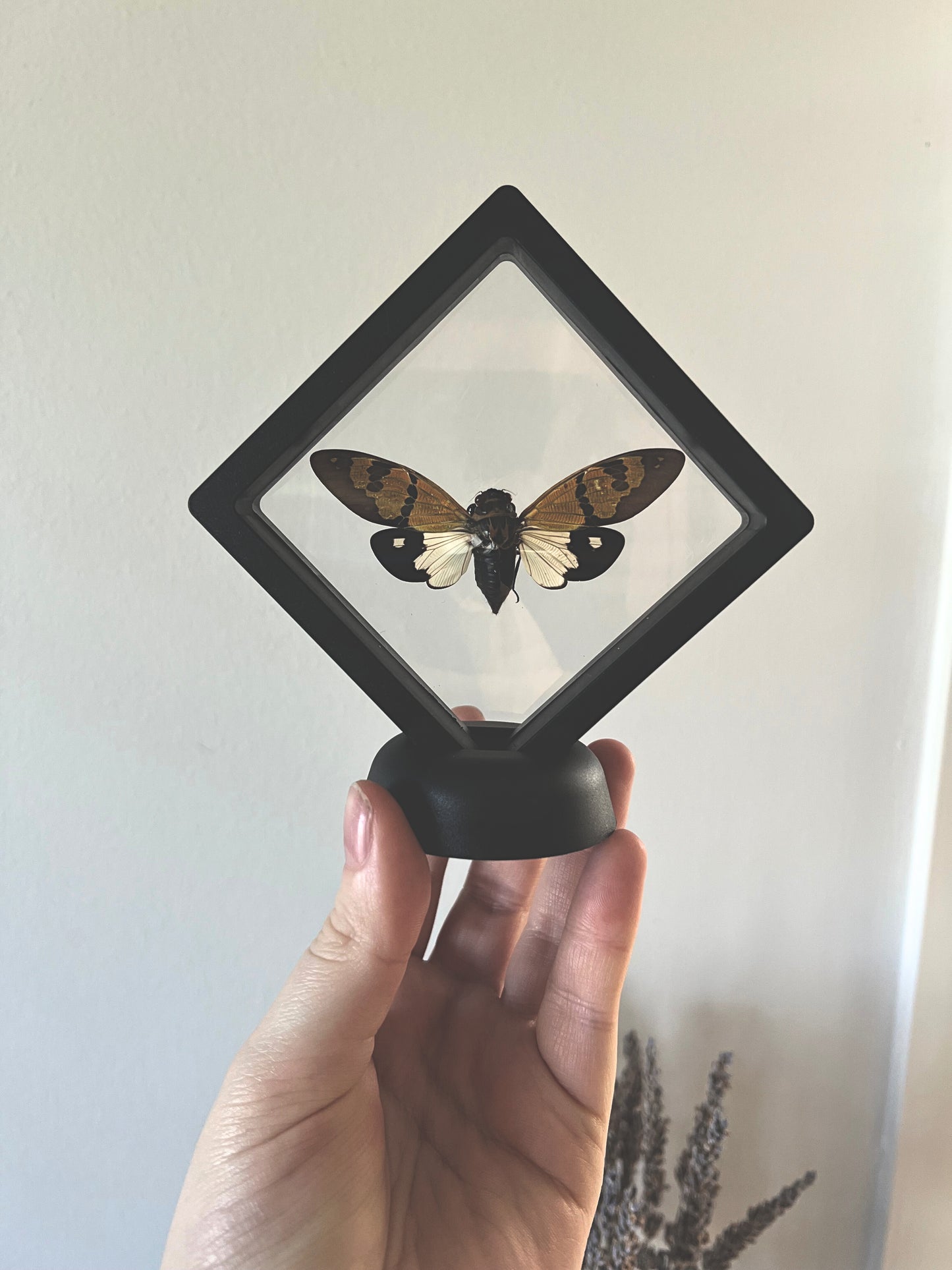 The Butterfly Cicada (Gaeana Festiva White) in Display Frame