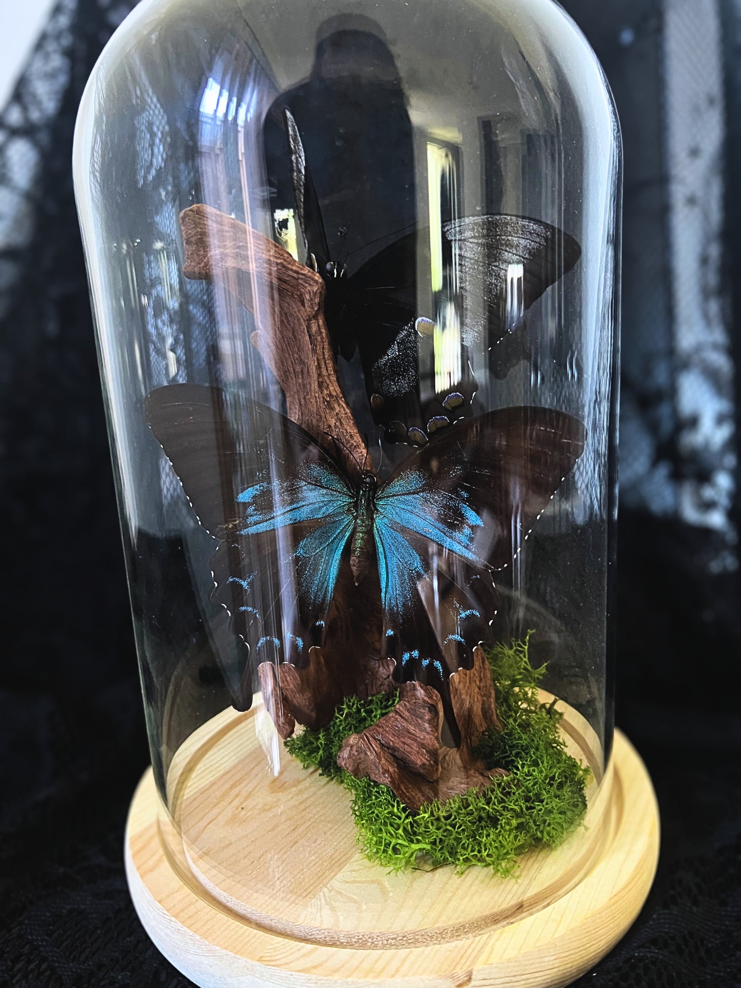 Female & Male Blue Mountain Swallowtail Butterfly (Papilio Ulysses) Pair in Glass Dome