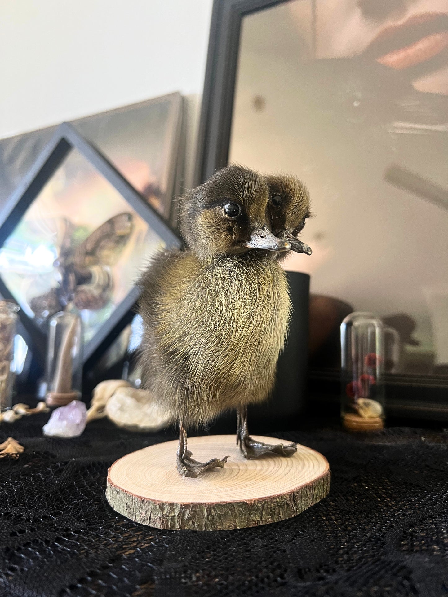 Two-Headed Taxidermy Brown Duckling on Natural Wood Slice
