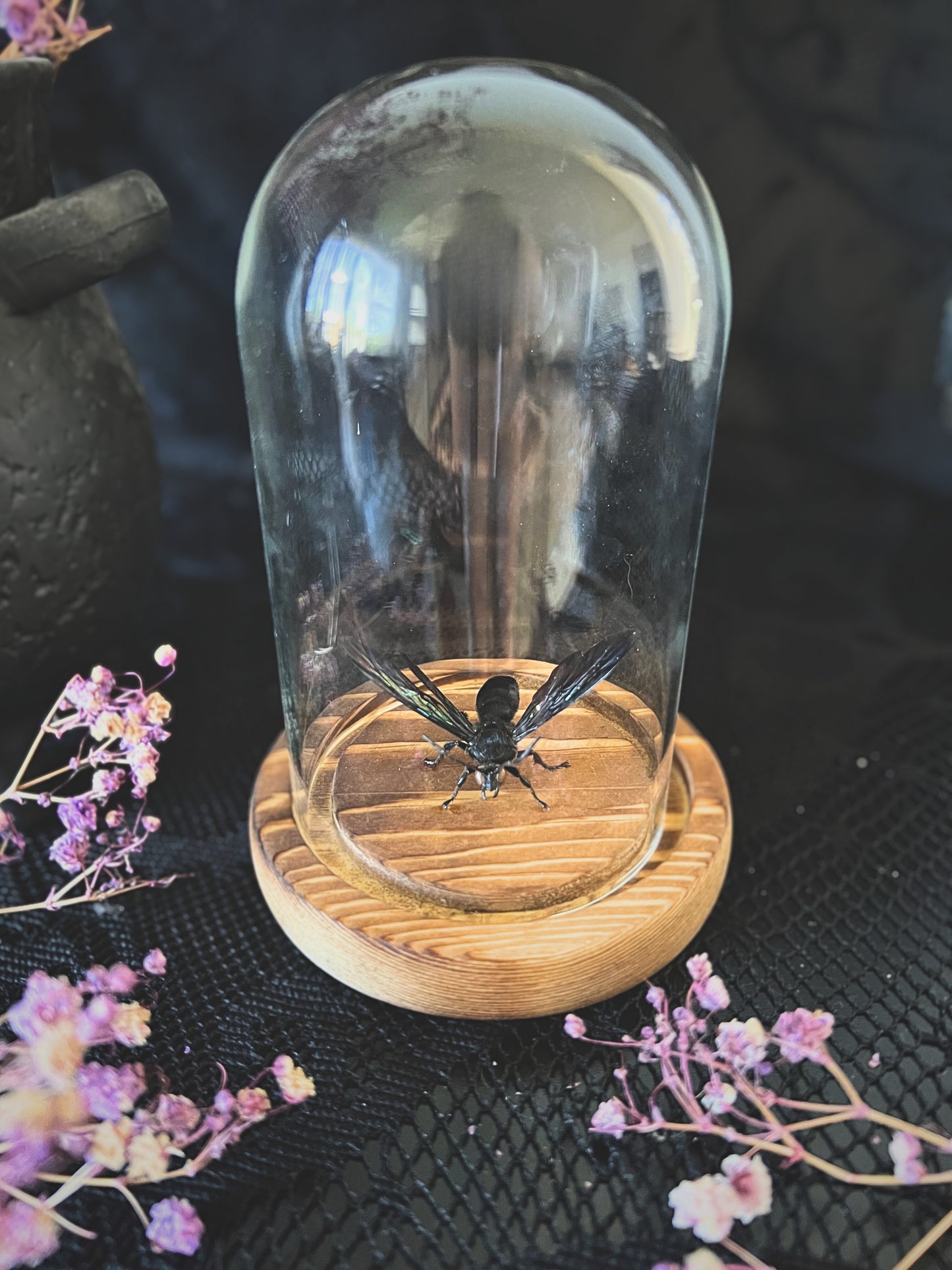Giant Iridescent Hornet (Megascolia Velutina Ducalis) in a Glass Dome