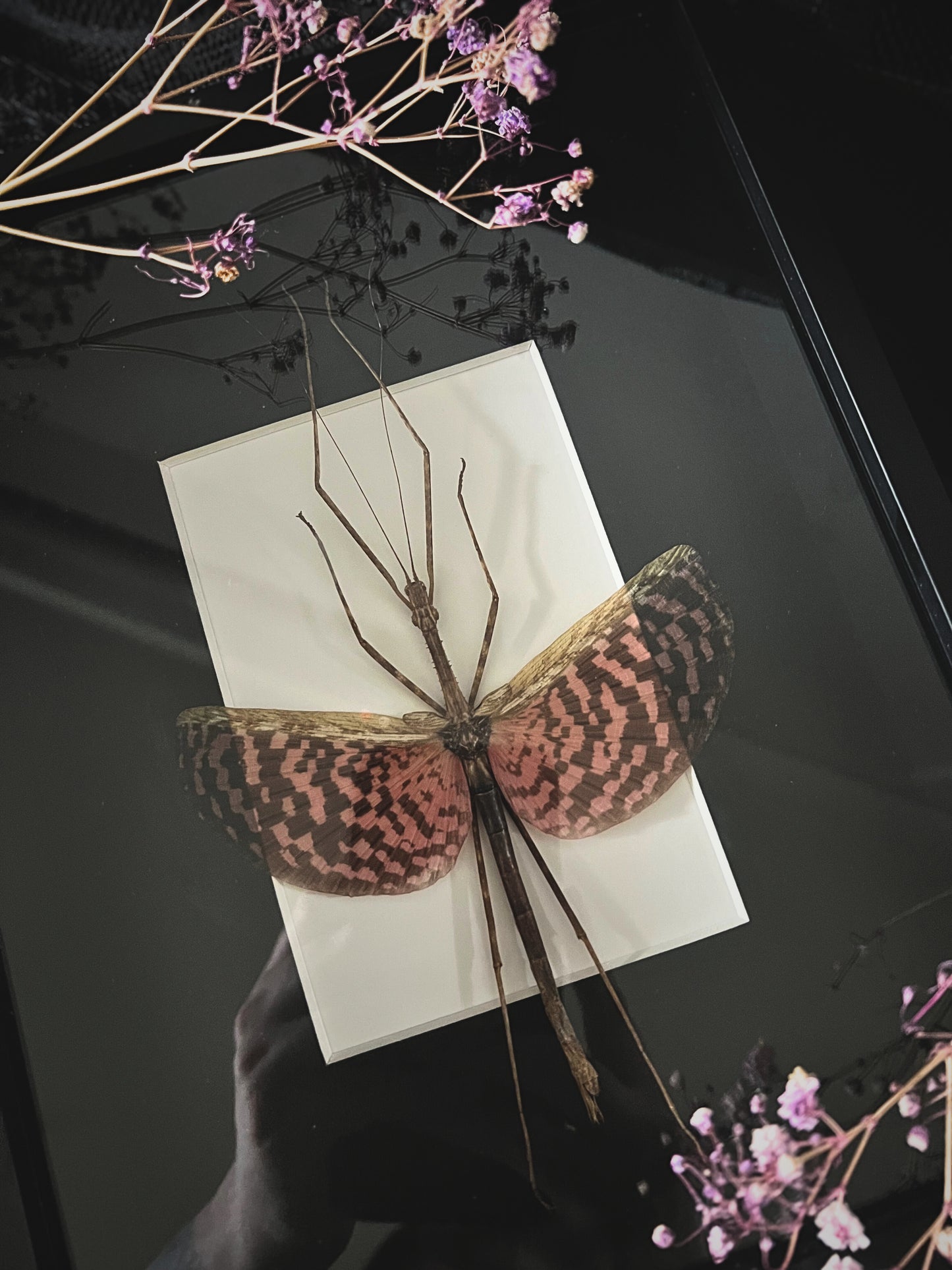 Tessellated Spiny Flying Stick Insect (Diesbachia Tamyris) in Shadow Box Frame