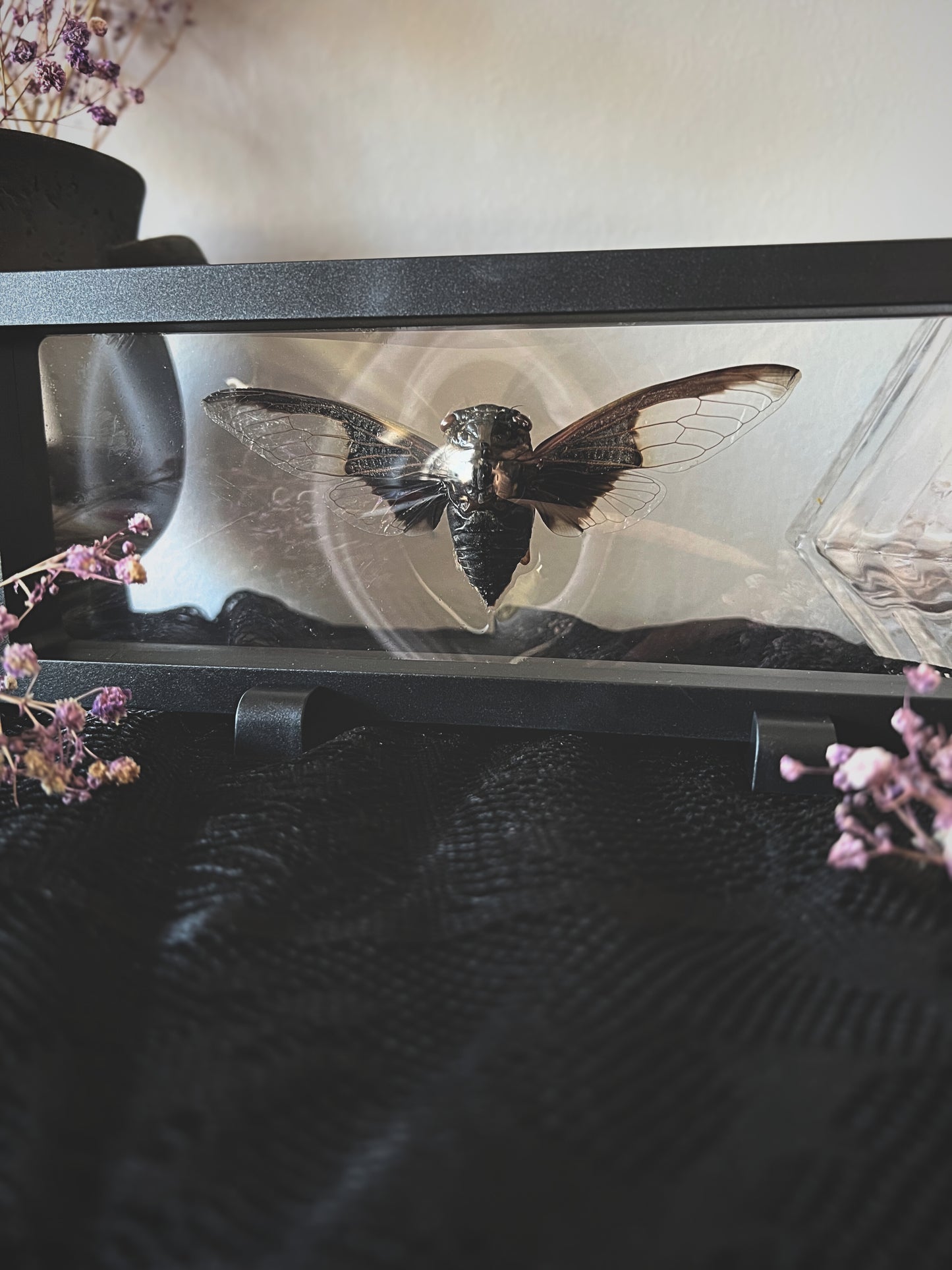 Batwing Cicada (Cryptotympana Aquila) in Display Case