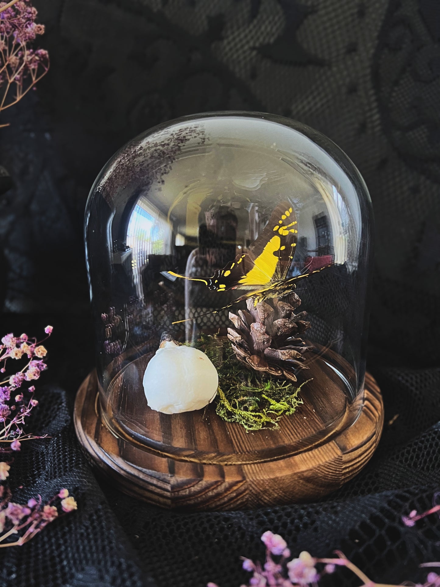 Orange Kite-Swallowtail Butterfly (Eurytides Thyastes) & Magpie Skull (Pica Pica) in Glass Dome