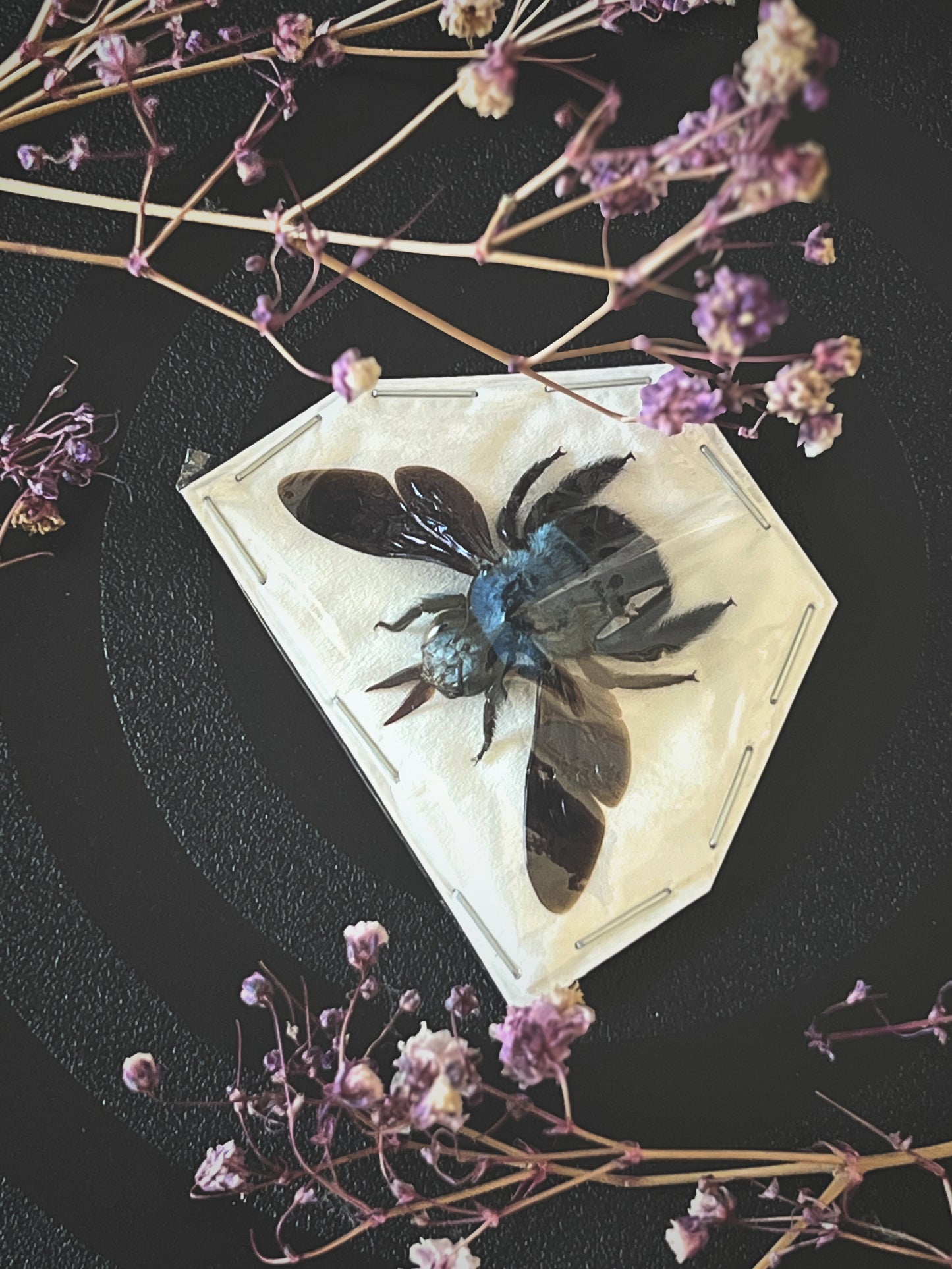 Blue Carpenter Bee (Xylocopa Caerulea) Spread Specimen | Female