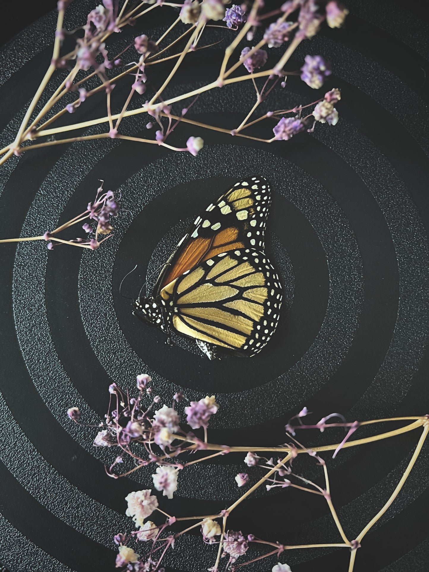 Monarch Butterfly (Danaus Plexippus) Unspread Specimen