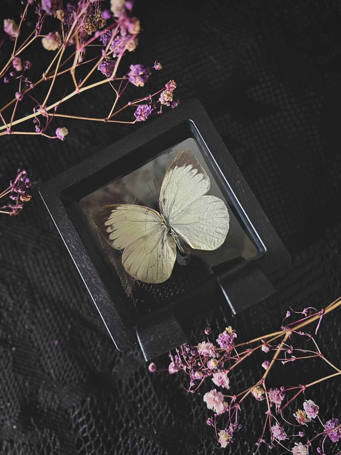 Butterfly in Display Case | Lucky Dip