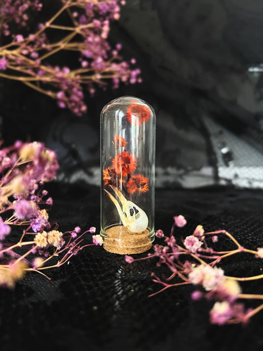 Small Minivet (Pericrocotus Cinnamomeus) Bird Skull & Red Stirlingia Flower in Glass Vial