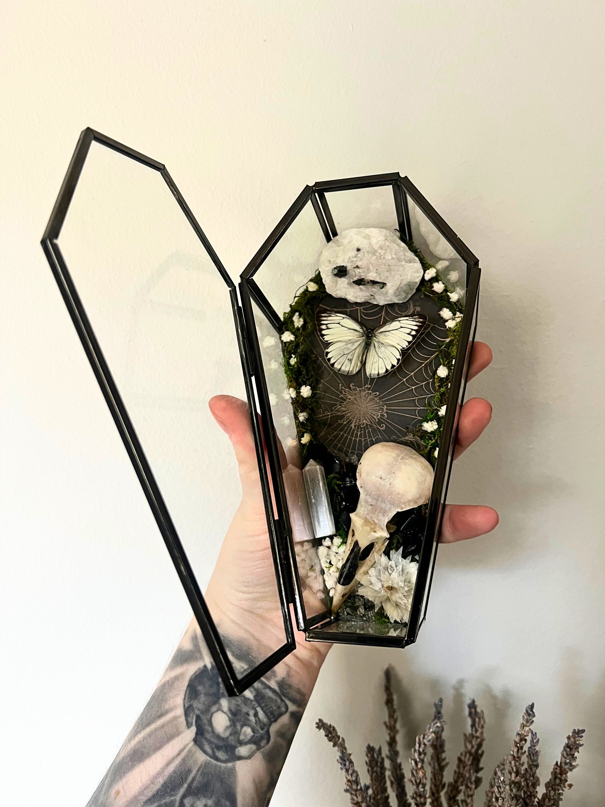 Eastern Albatross Butterfly (Appias Libythea Olferna) & Crow Skull (Corvus Corone) in Coffin Display