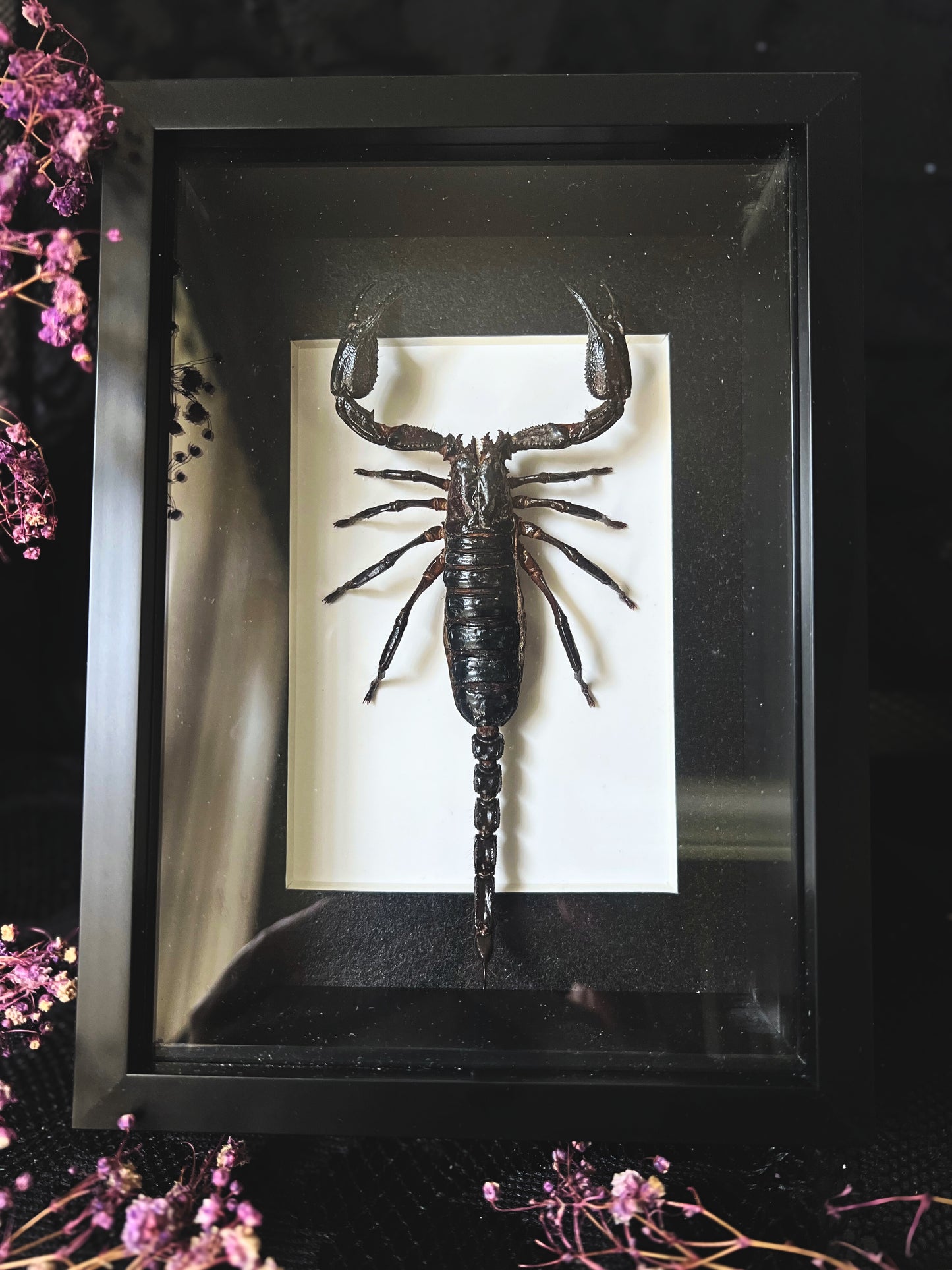 Framed asian forest (Heterometrus Spinifer) scorpion in a shadow box frame
