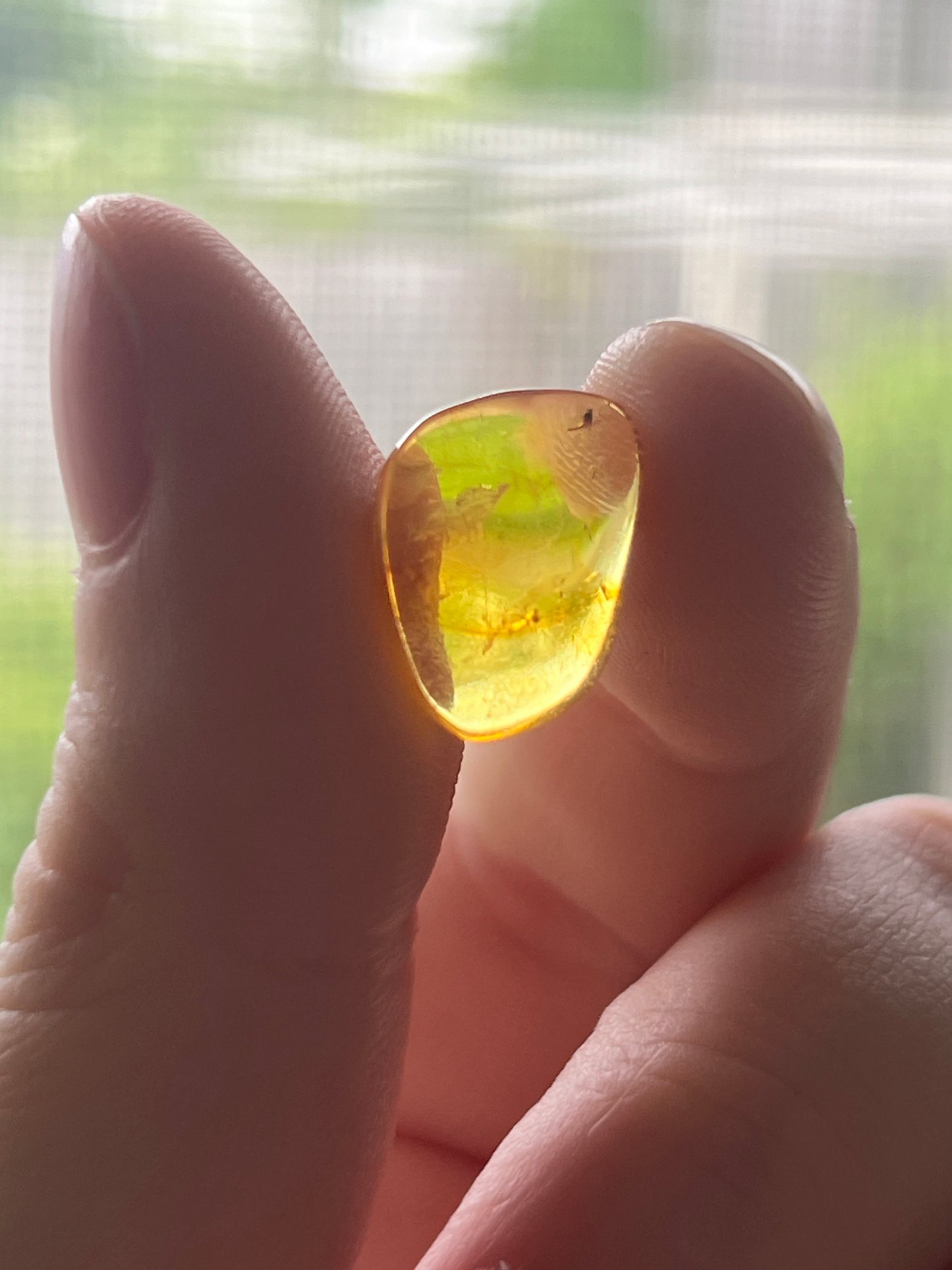 Baltic amber with trapped insect inside.