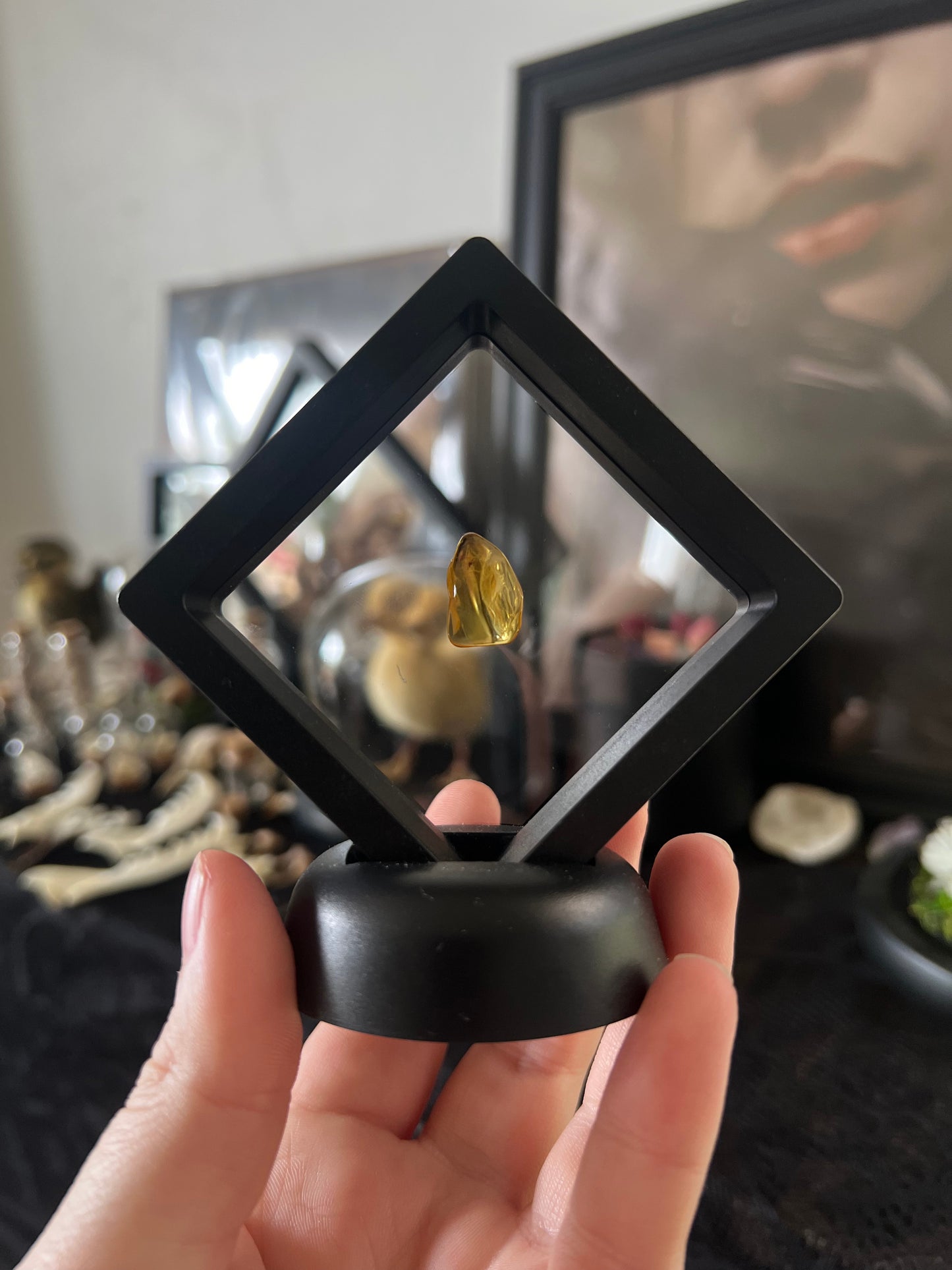 Baltic amber with trapped insect inside in a display case.