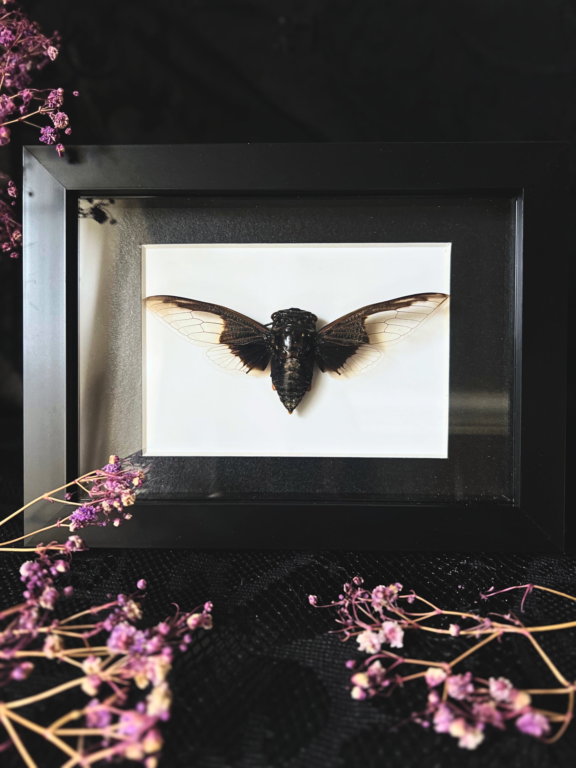 Batwing Cicada (Cryptotympana Aquila) in Shadow Box Frame