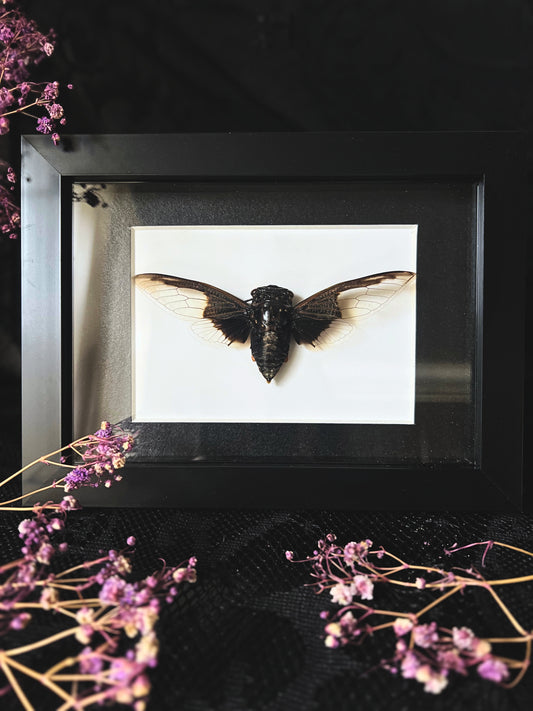 Batwing Cicada (Cryptotympana Aquila) in Shadow Box Frame