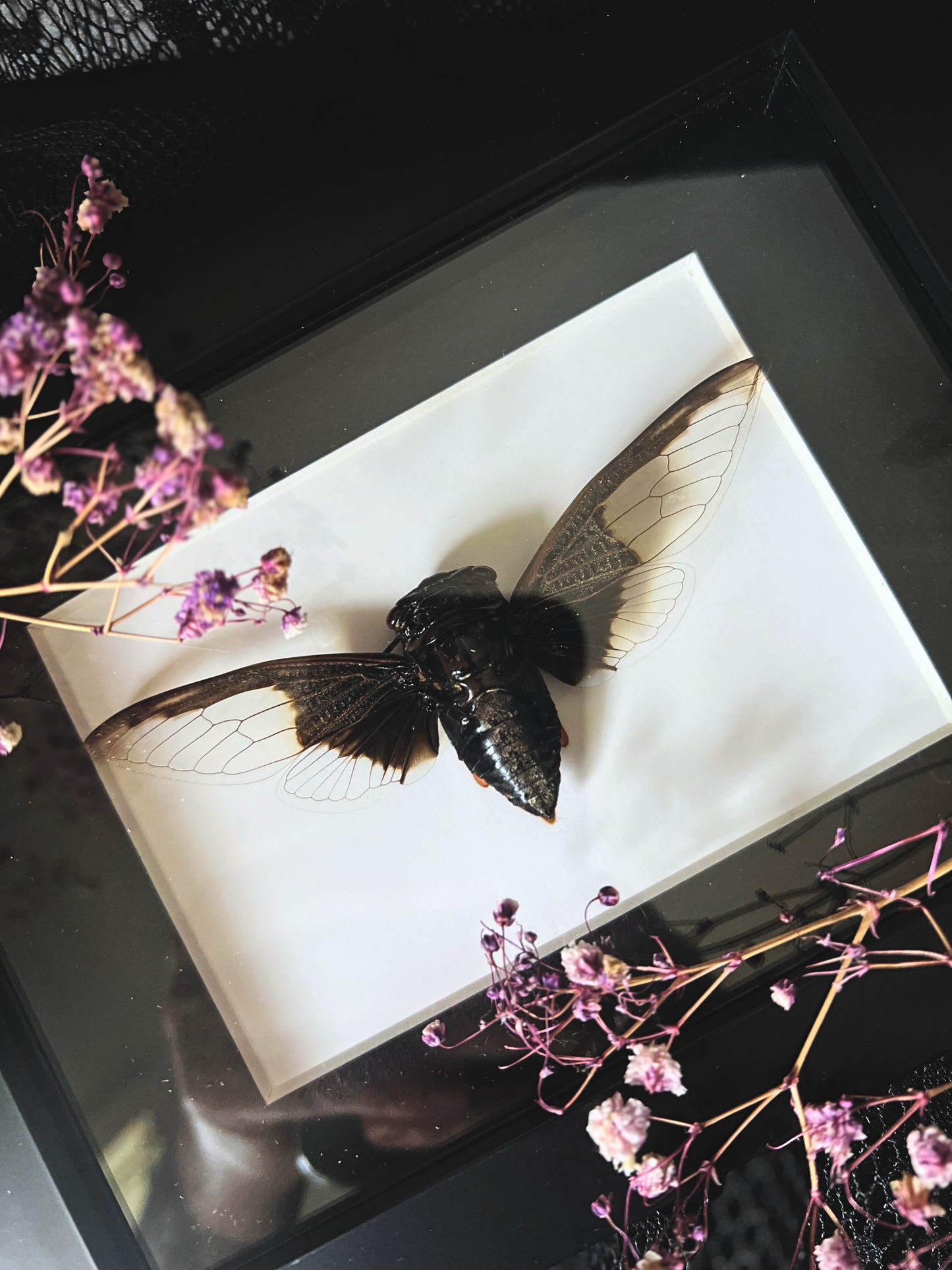 Batwing Cicada in Shadow Box Frame