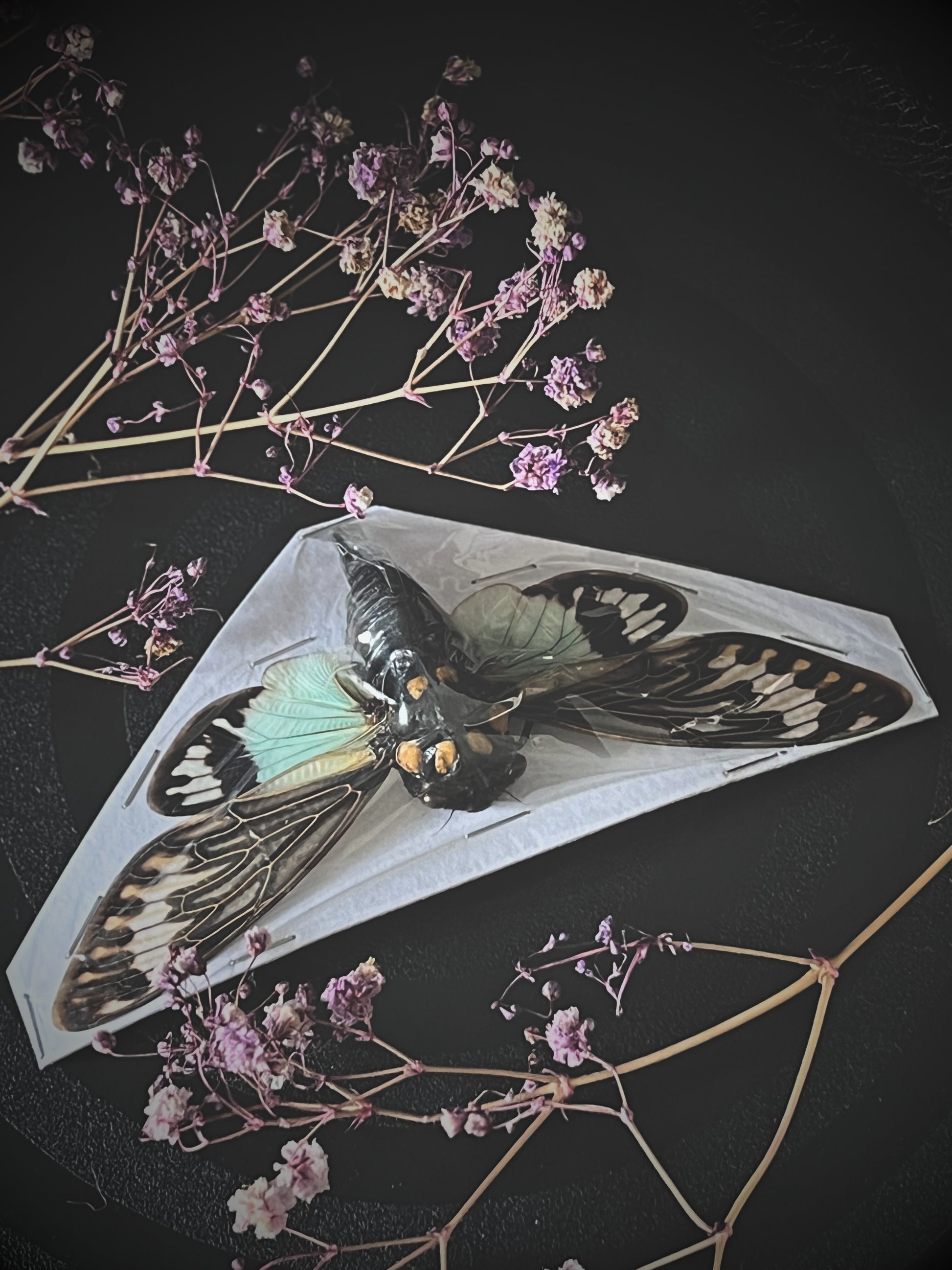 Blue Cicada (Tosena Splendida)