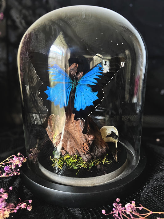 Blue Mountain Swallowtail Butterfly (Papilio Ulysses) & Magpie Skull (Pica Pica) in Glass Dome