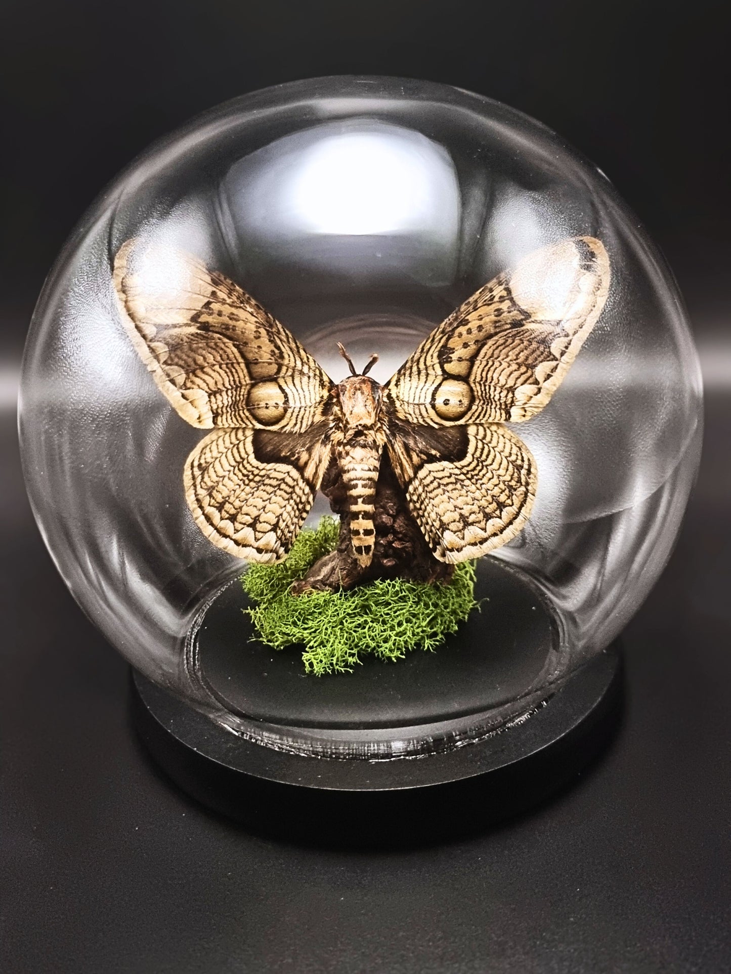 Hearseyi Owl Moth (Brahmaea Hearseyi) Globe