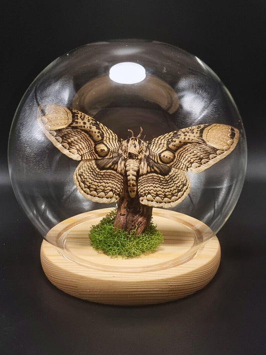 Hearseyi Owl Moth (Brahmaea Hearseyi) Globe